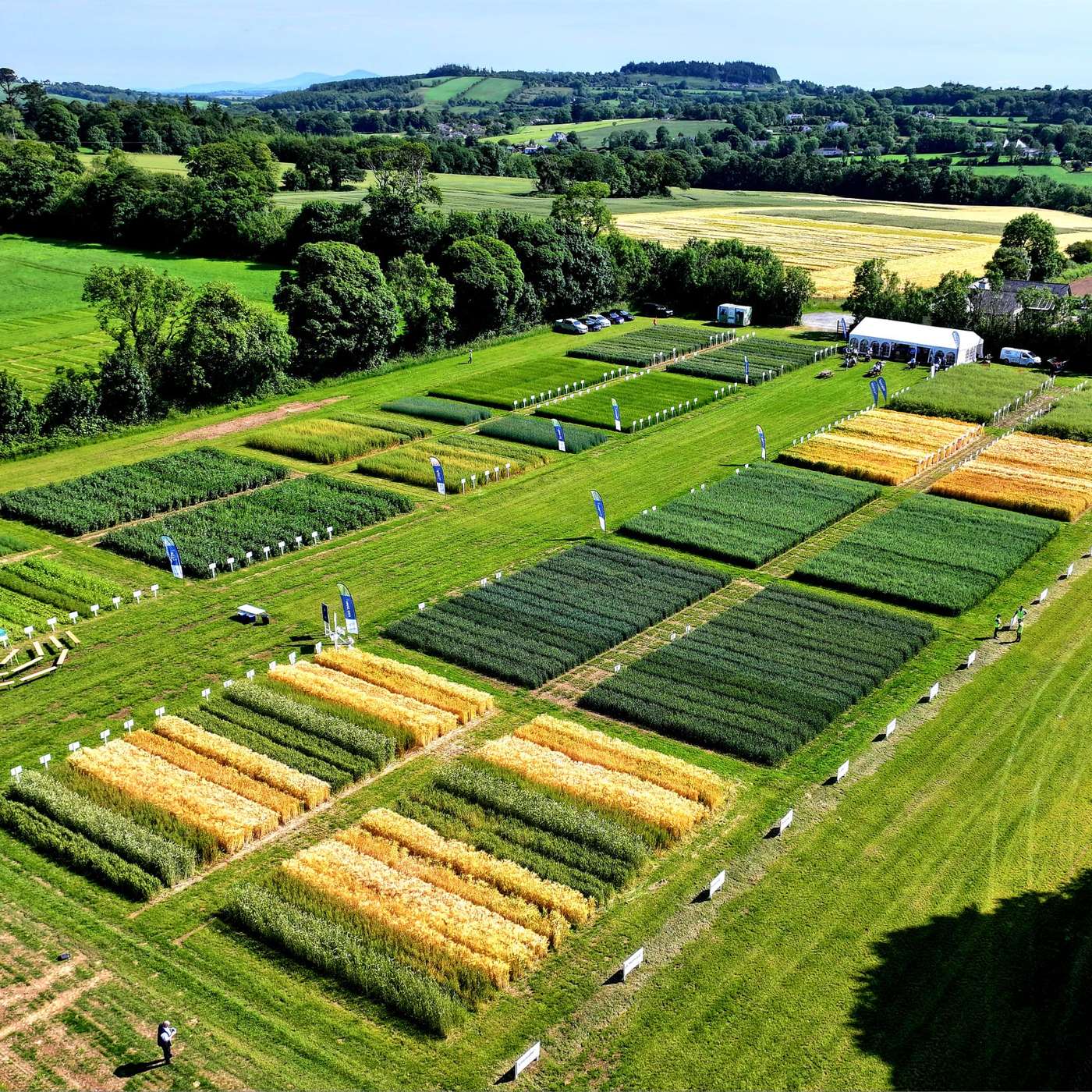 Varieties for 2026 - a report from the Seedtech Open Day