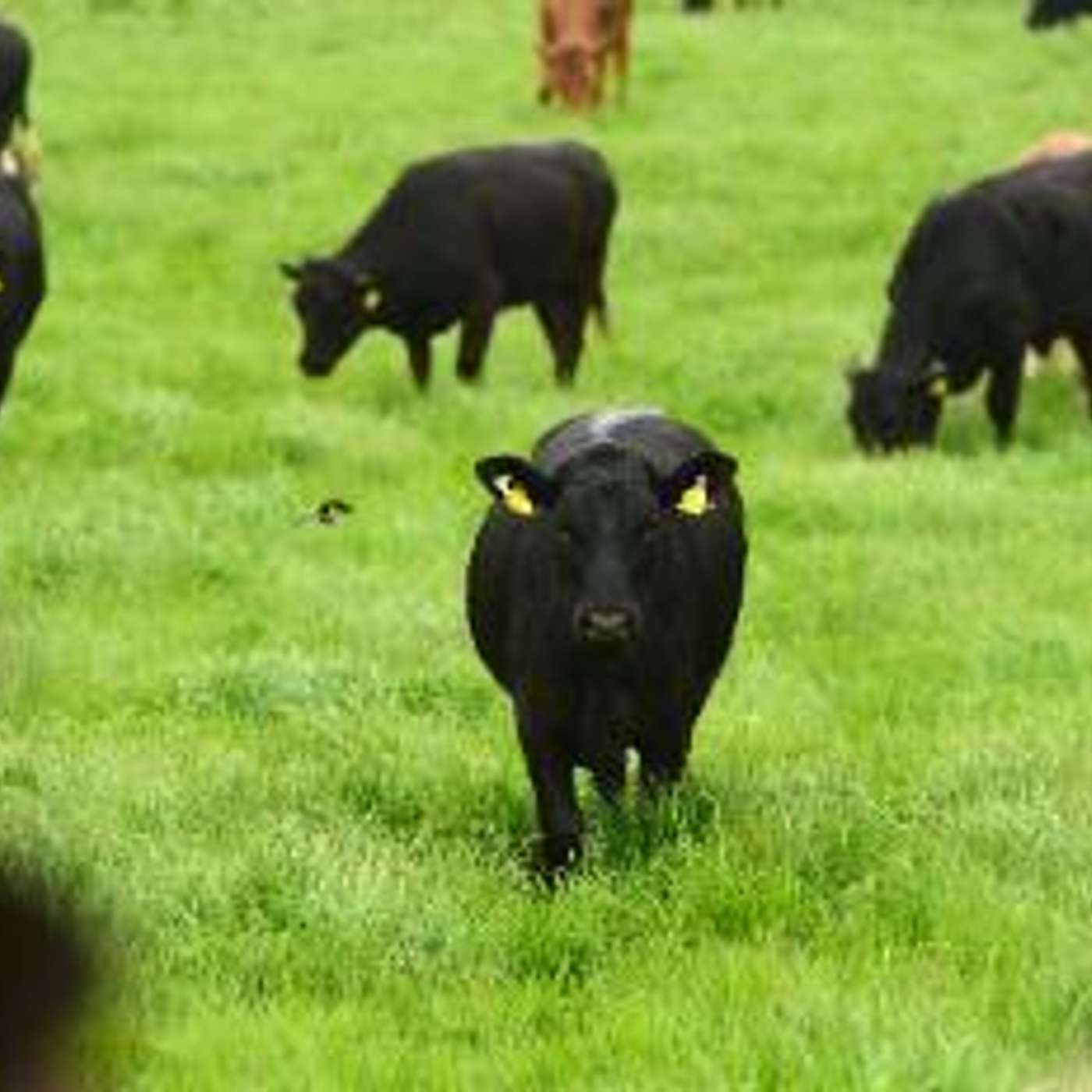 The Beef Edge
