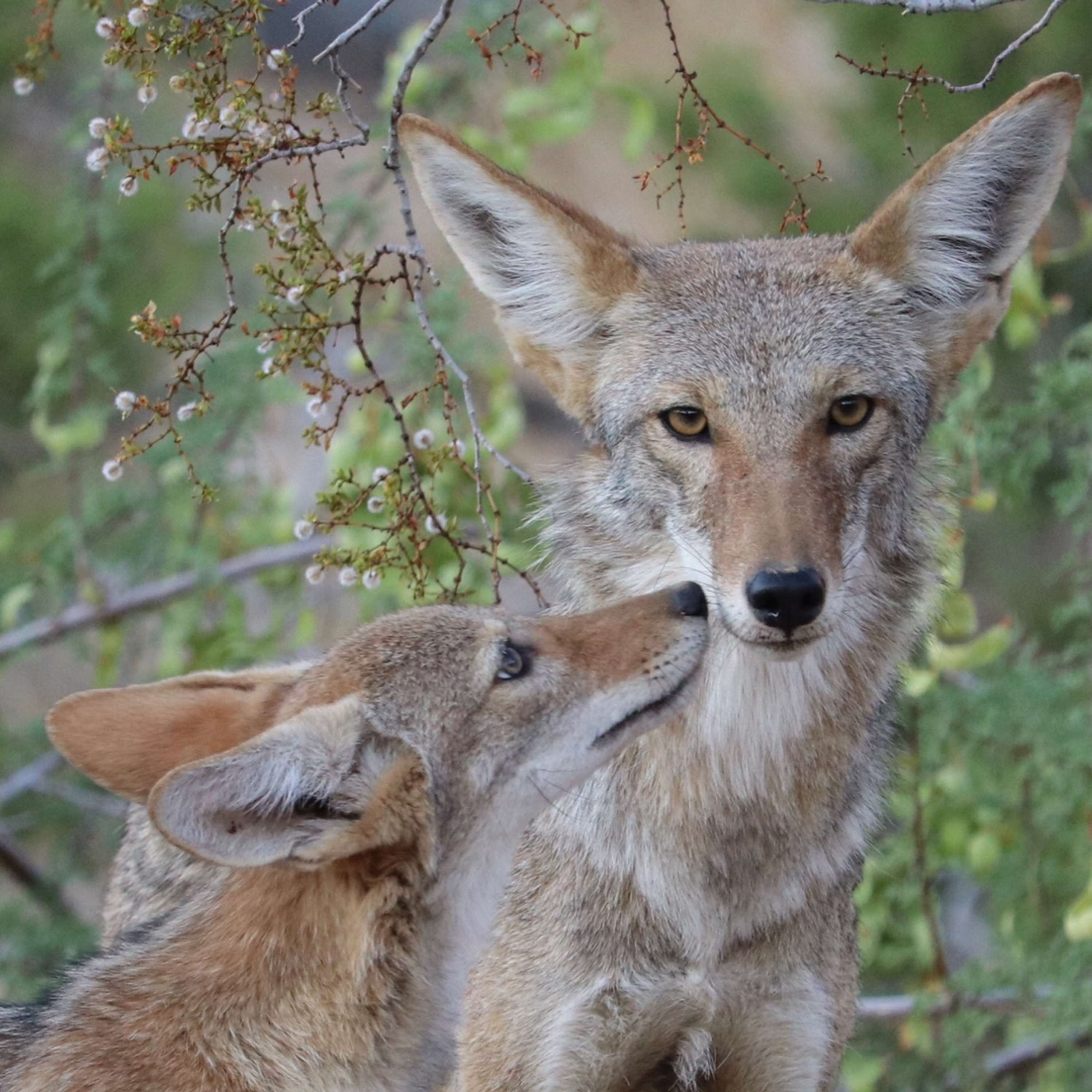 Critter Chat