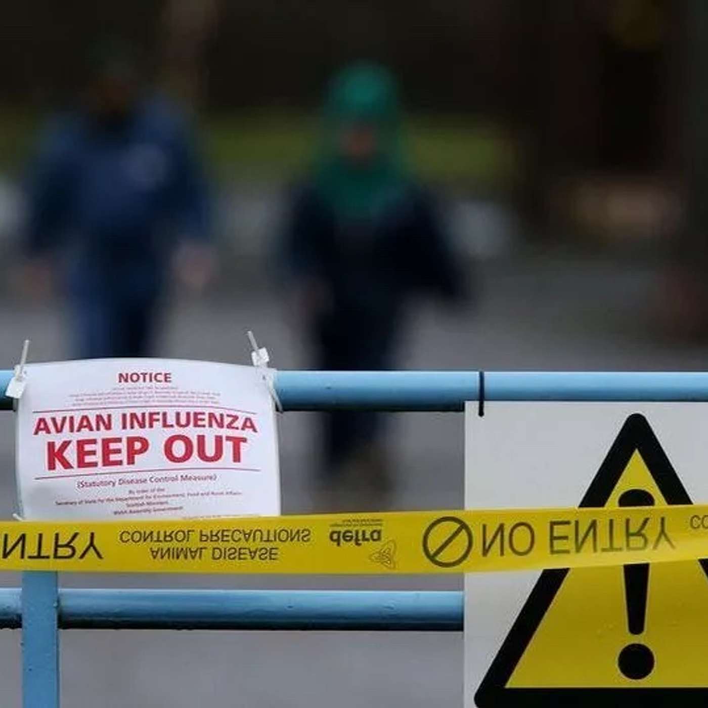 Bird flu and biosecurity advice with Aonghus Lane