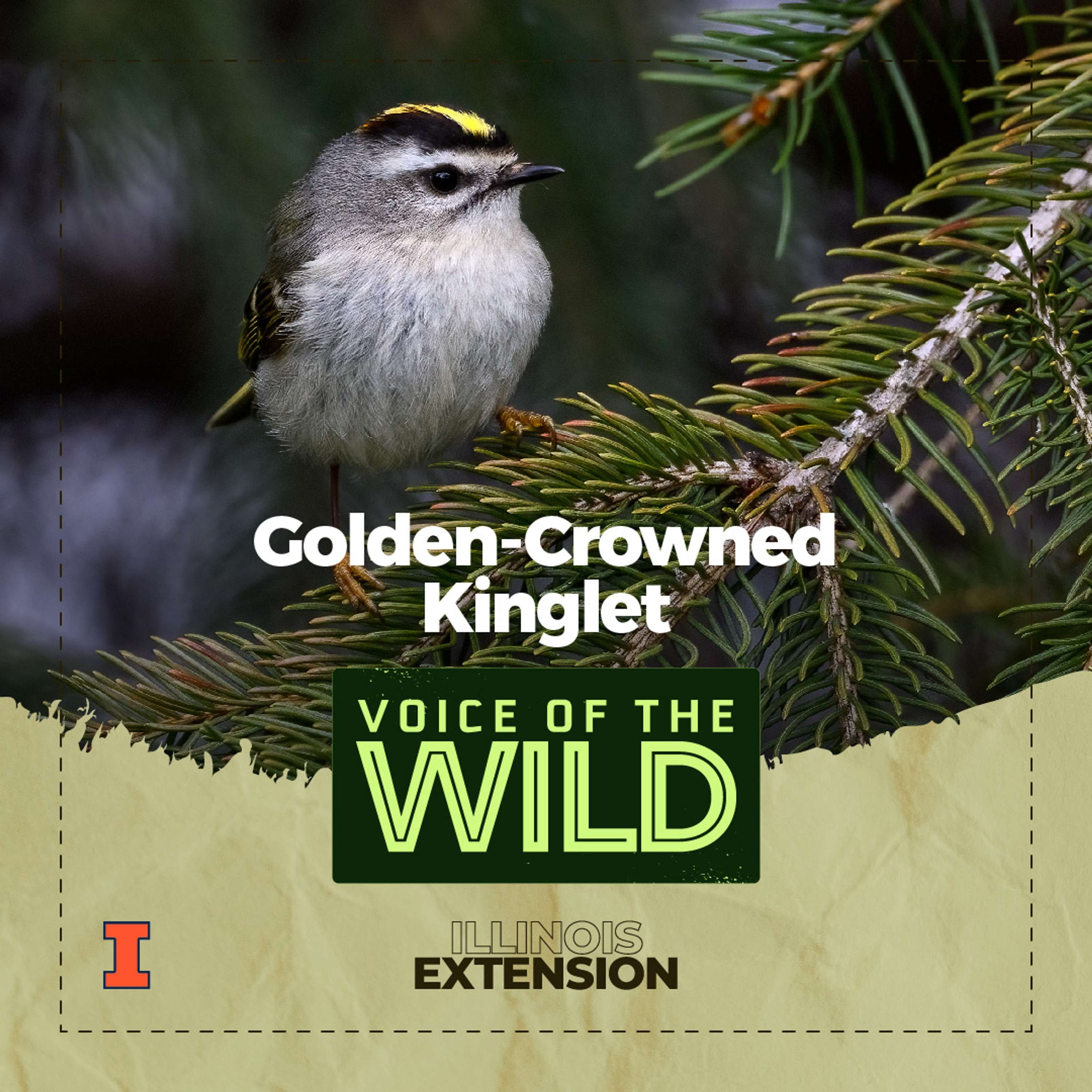 Voice of the Wild