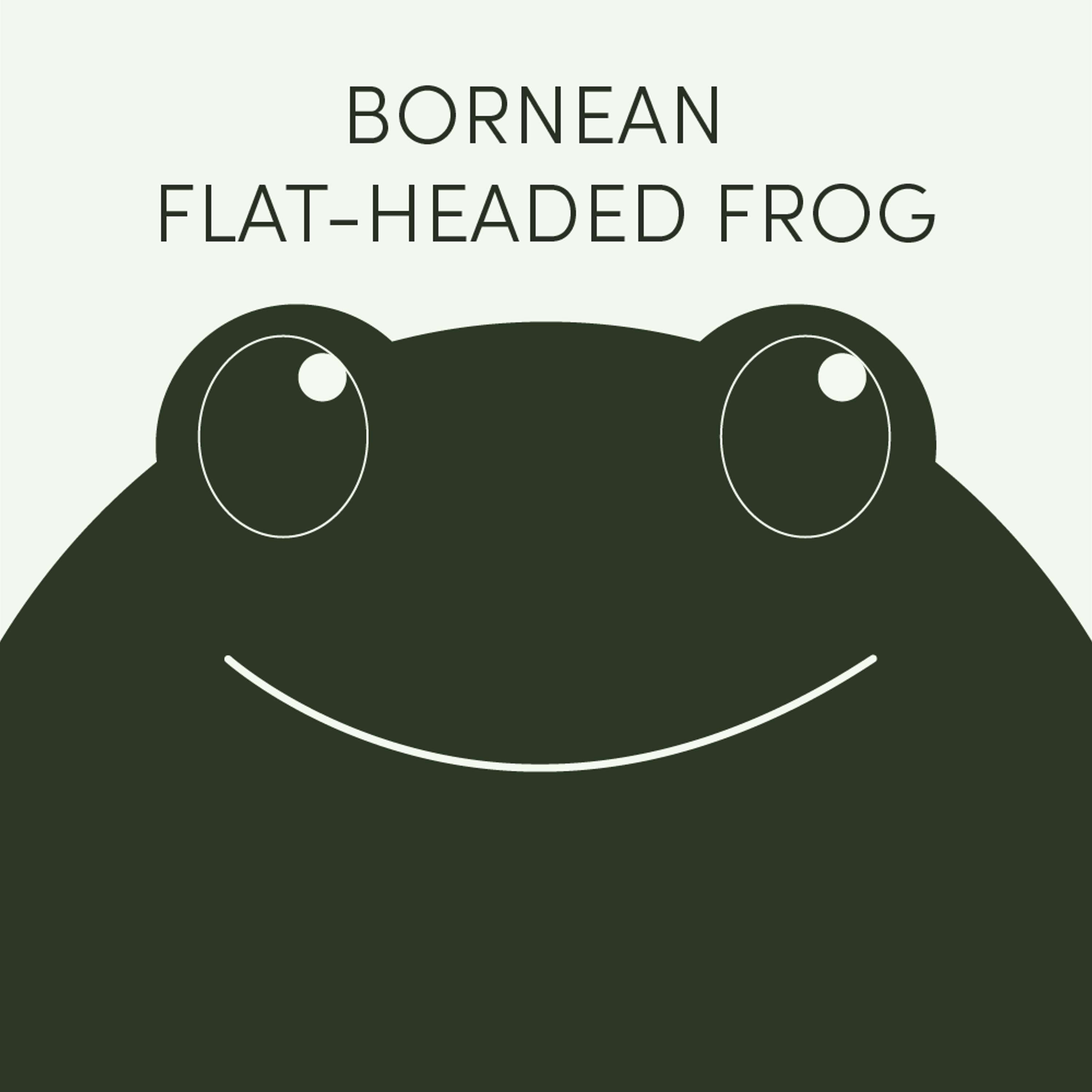 Bornean Flat-Headed Frog | Week of June 10th