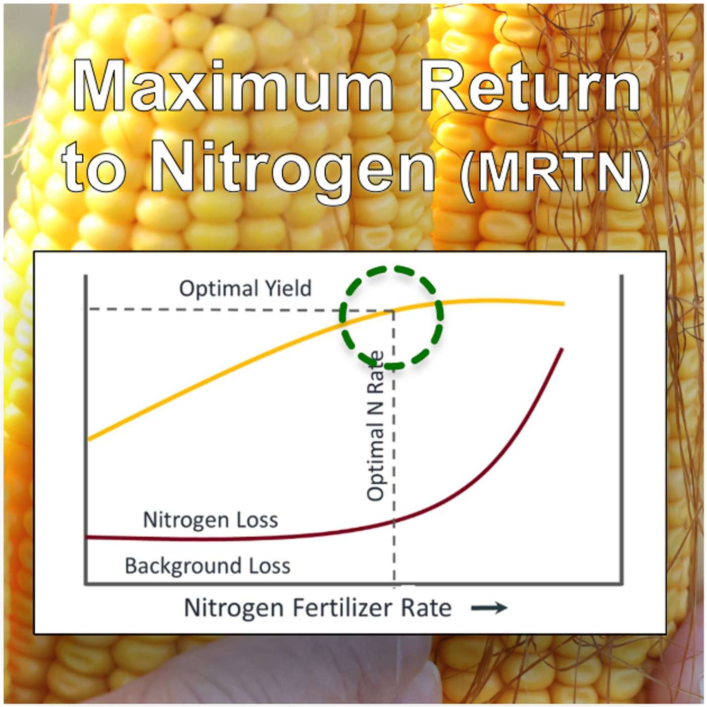 Updated corn nitrogen rates: Regional differences, profit vs yield, water quality & more