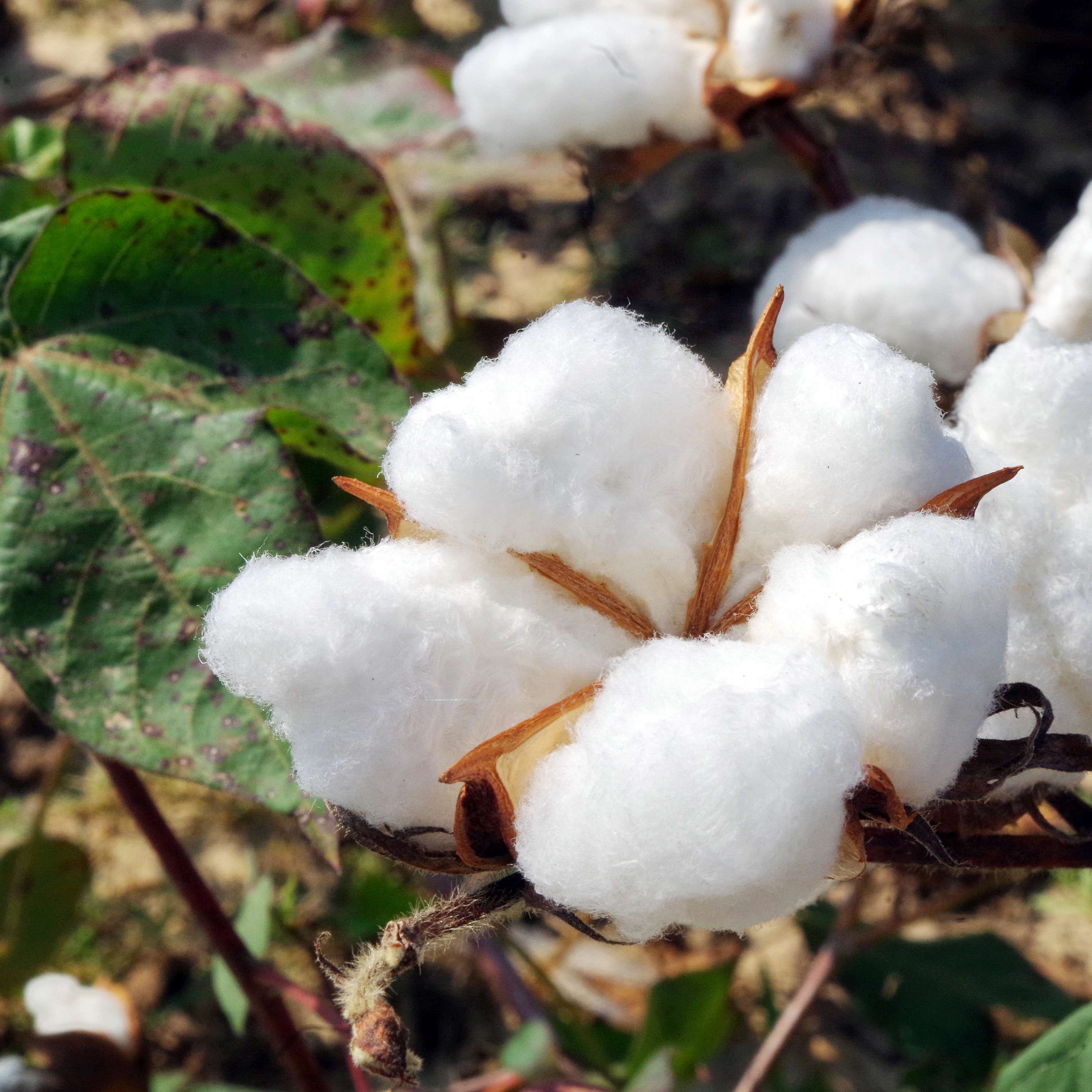 Arkansas AgCast