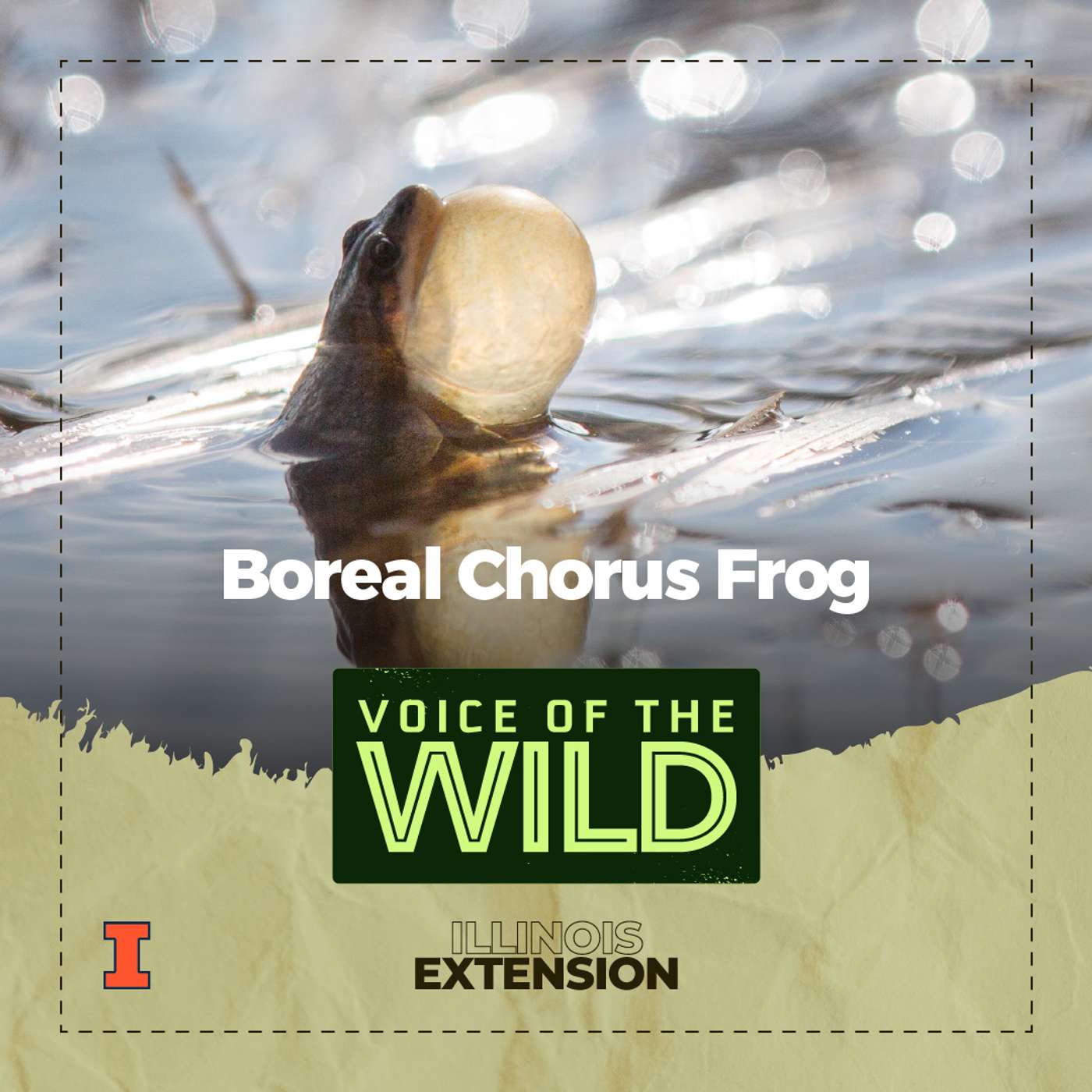 Voice of the Wild