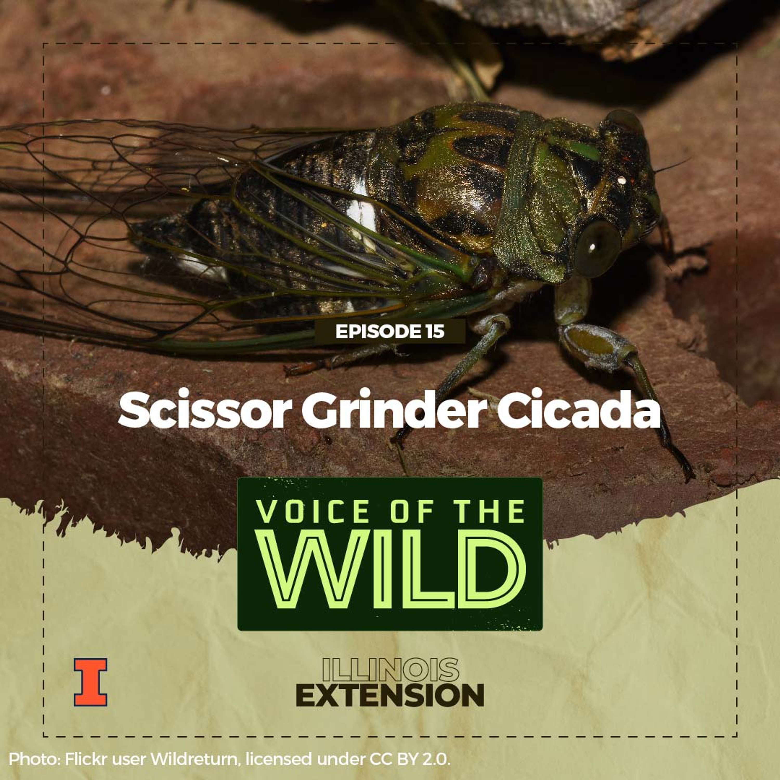 Voice of the Wild