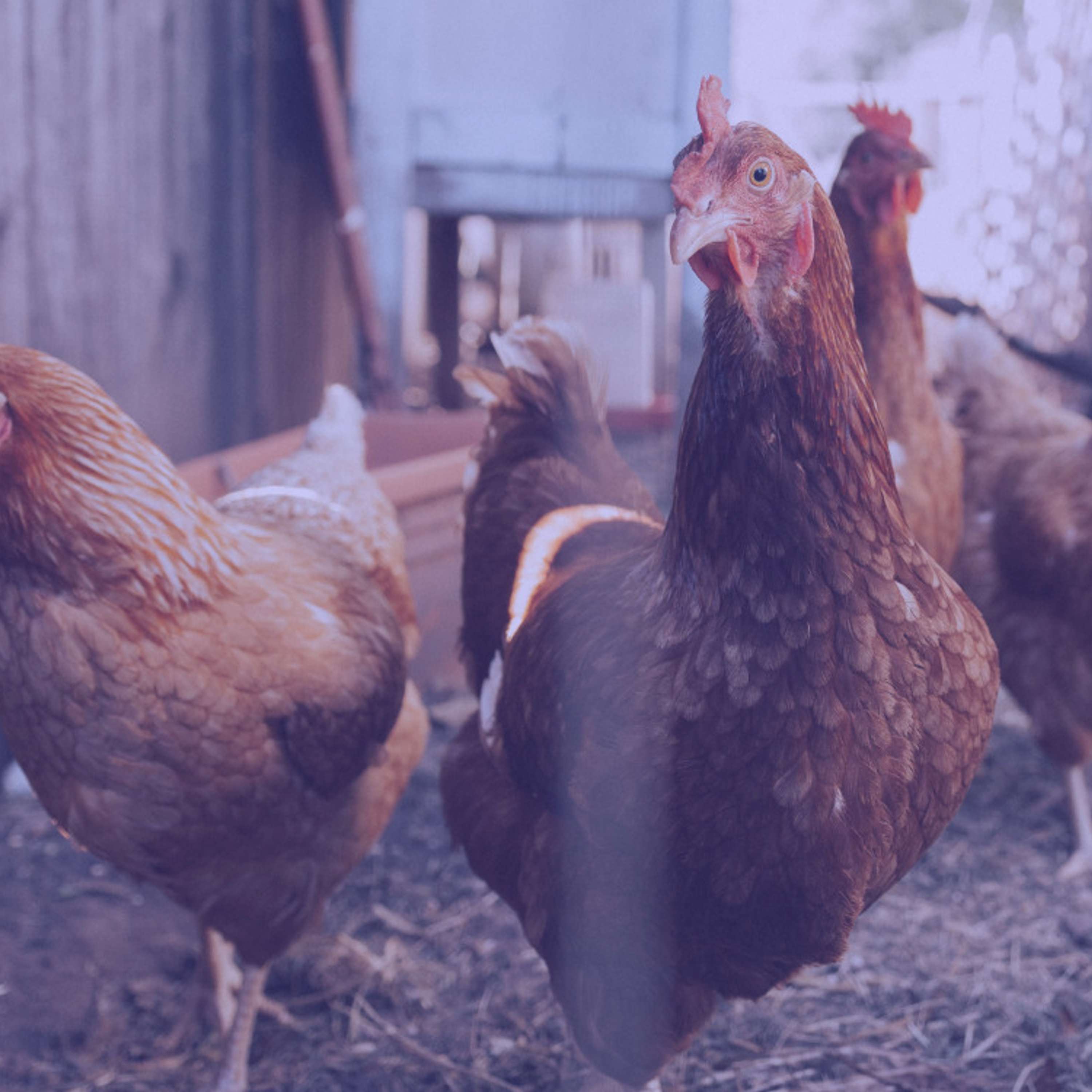 #420 | The Economics of Chicken