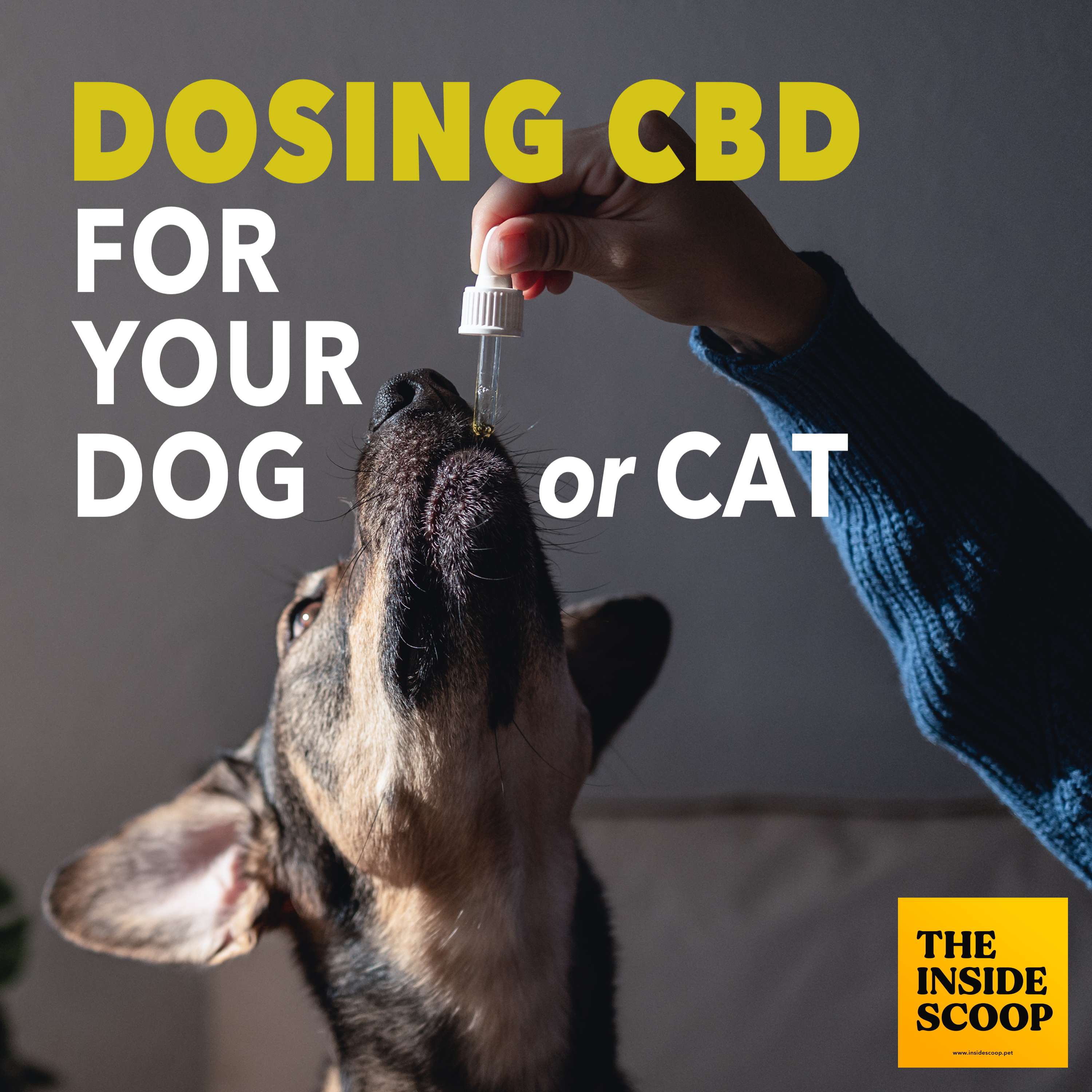 Mind-Jam Podcast: Pet Health & Longevity