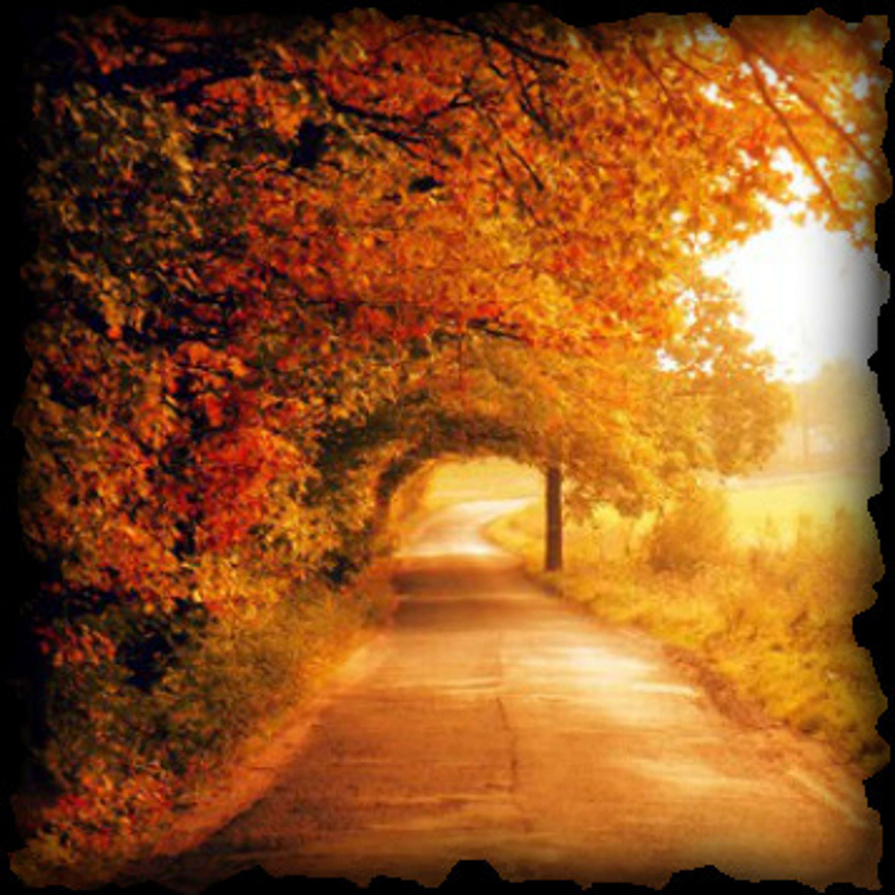 Poetry for Dorothy
