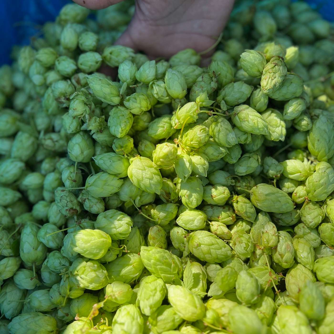 All About Beer