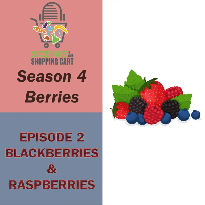 Season 4: Berries | Episode 2: Blackberries and Raspberries
