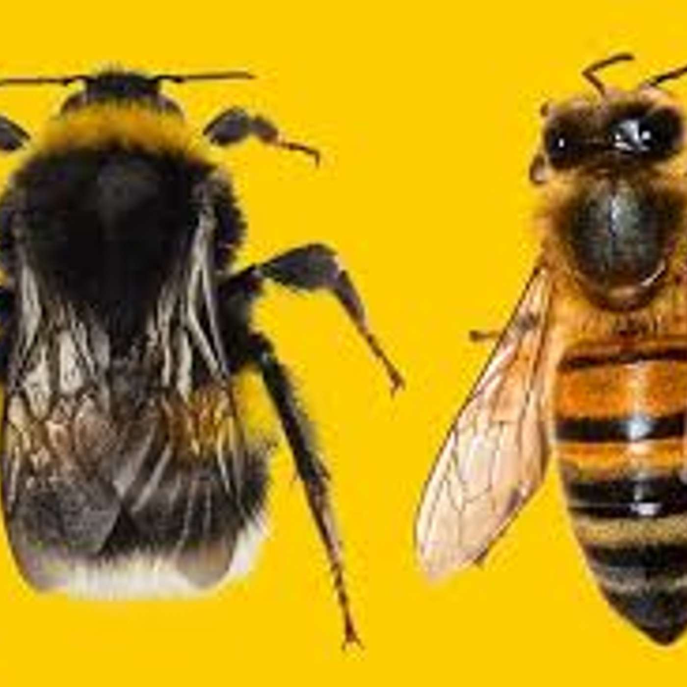 Organic Farm Stand - Dec. 5, 2024:  The Bumble Bees v. the Honey Bees?