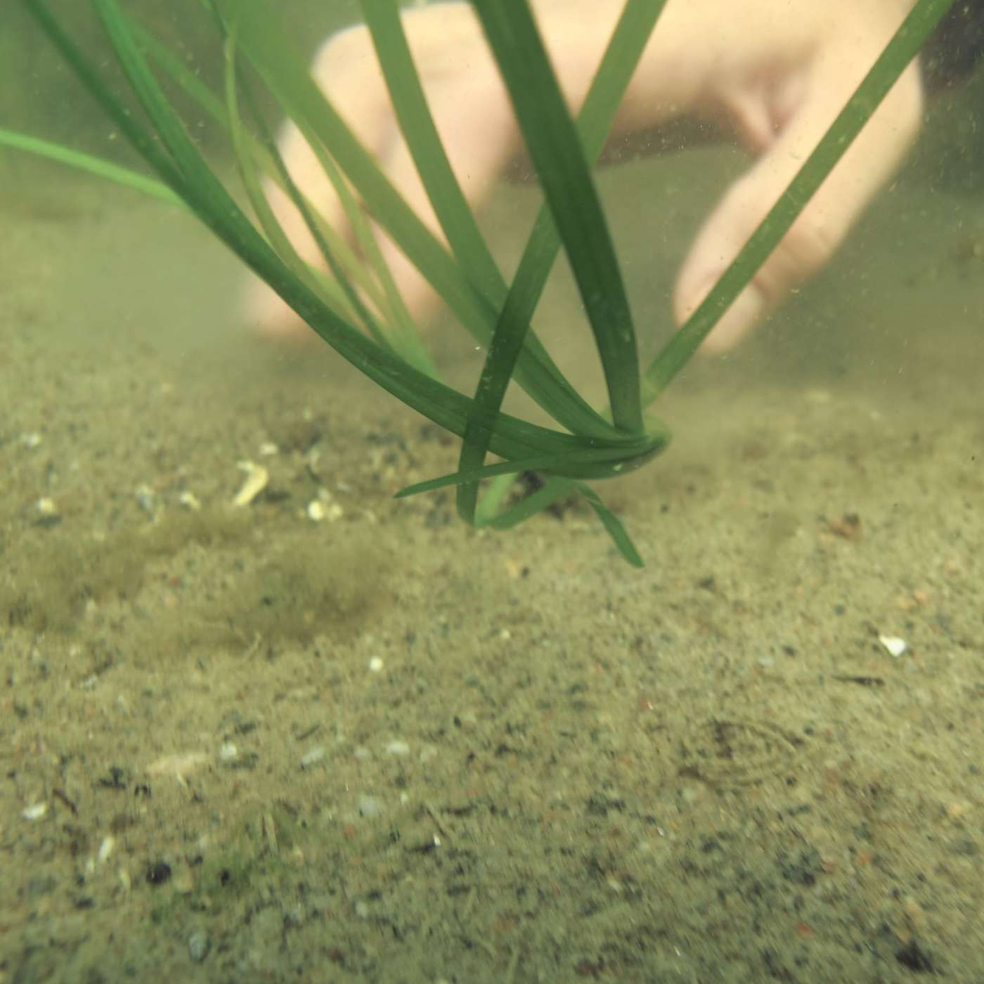 Itämeren vihreillä niityillä