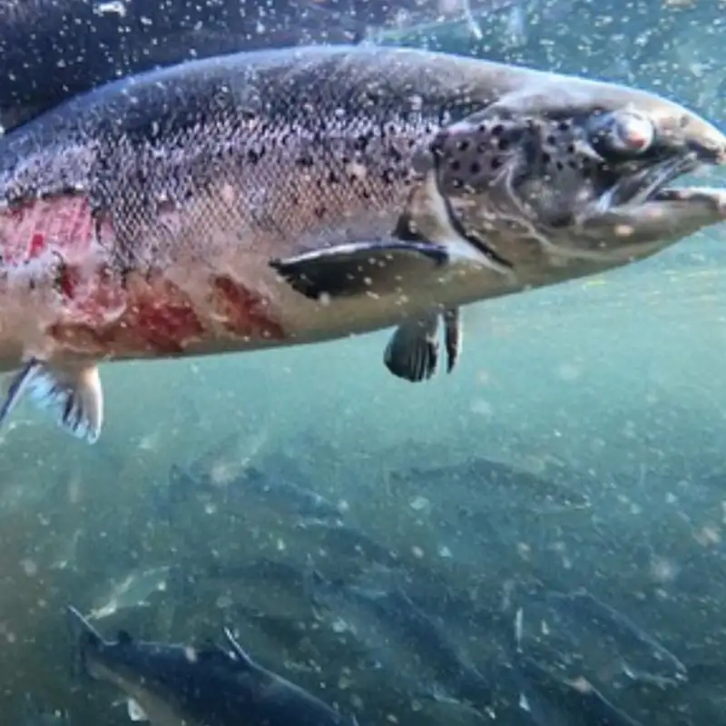 Breaking with the industry: the Mowinckel stand against salmon farming