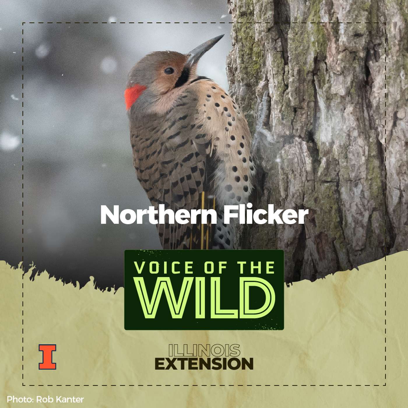 Episode 81: Northern Flicker – Voice of the Wild Episode 81: Northern Flicker – Voice of the Wild