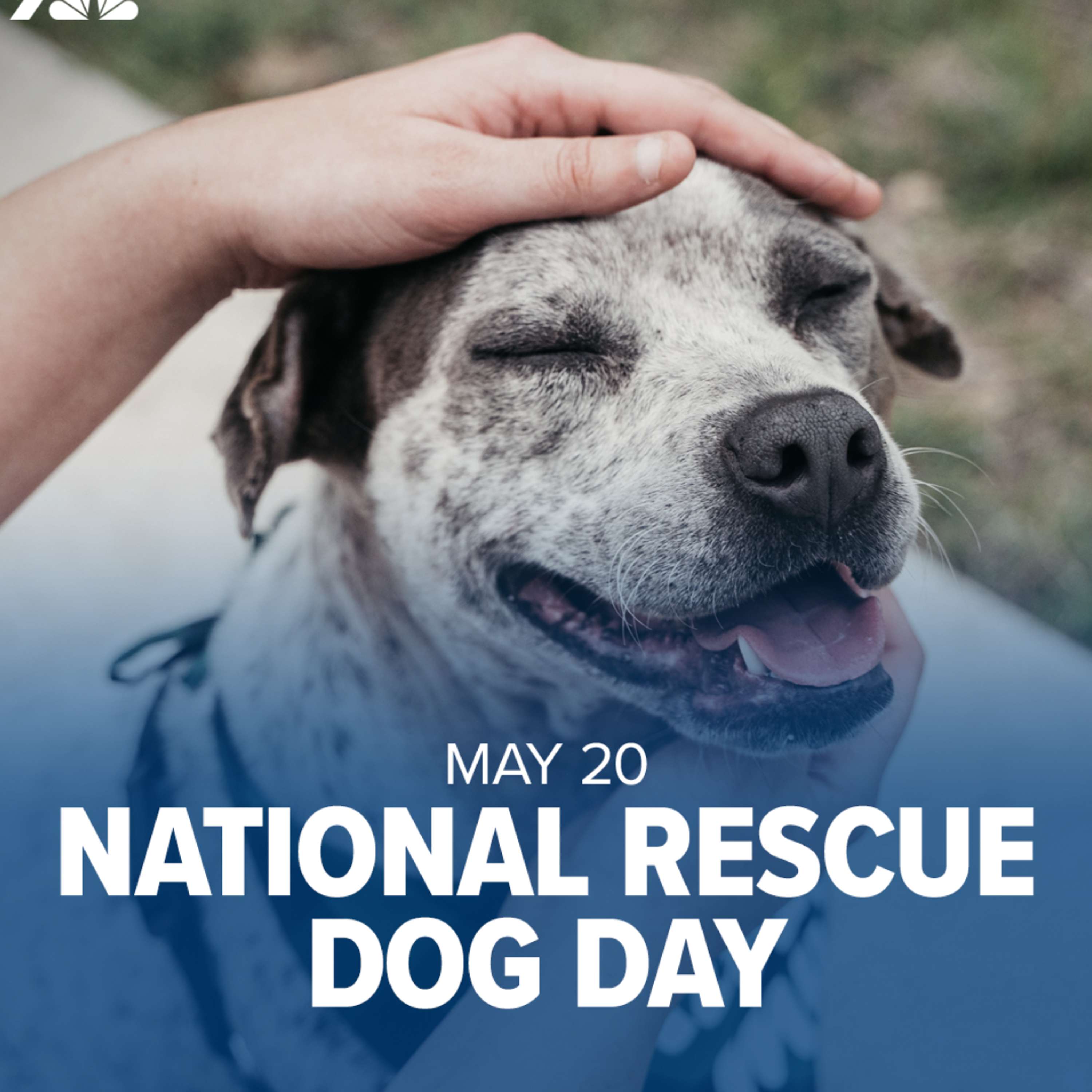 A Dogs Devotion