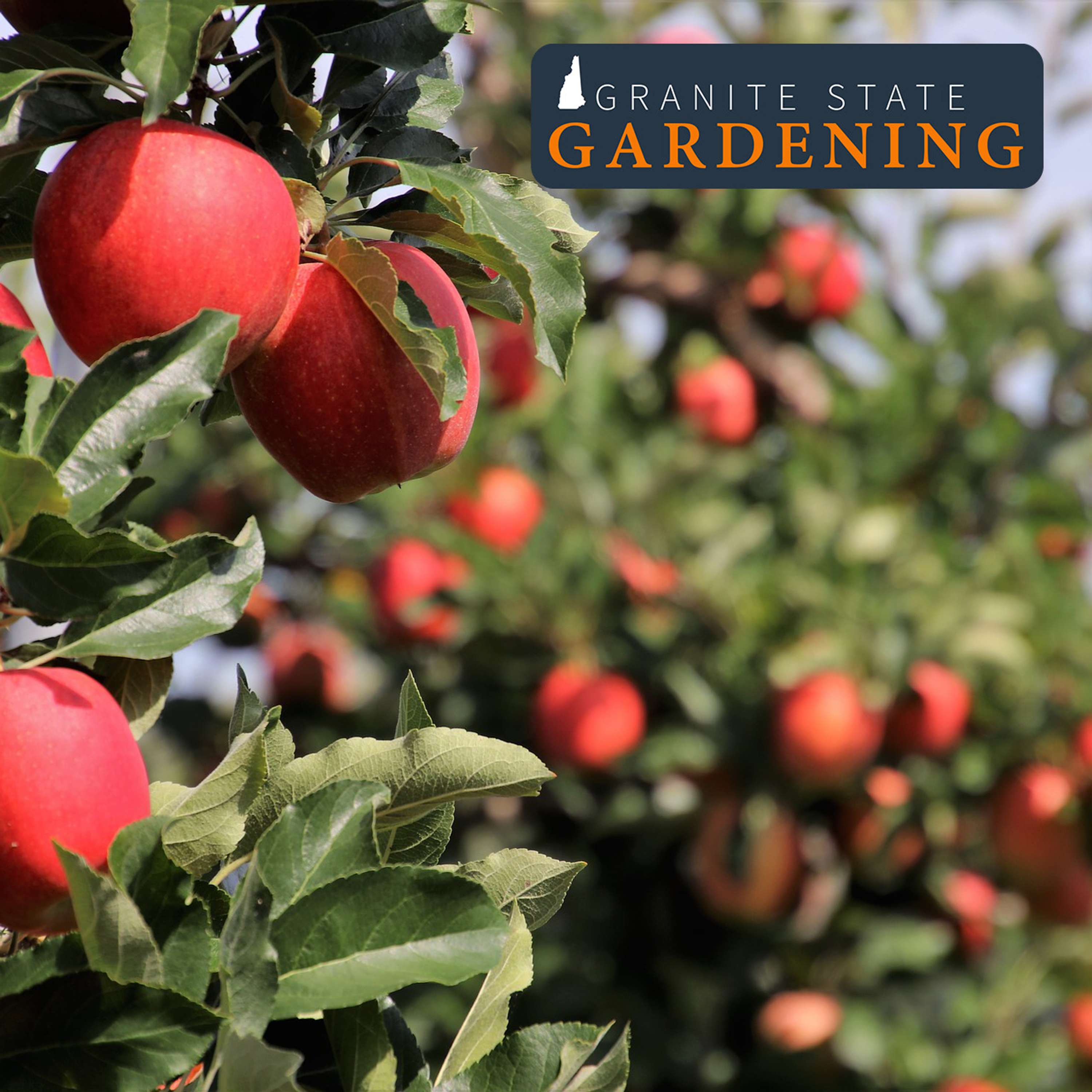Planning and Planting Your Home Fruit Tree Orchard, From Apples and Peaches to Pawpaw 