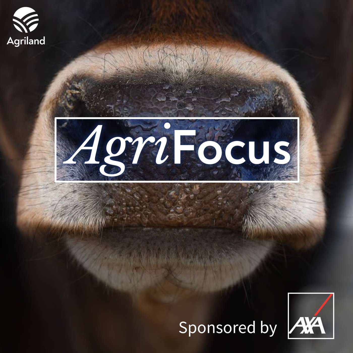 Everything you need to know about bluetongue Everything you need to know about bluetongue