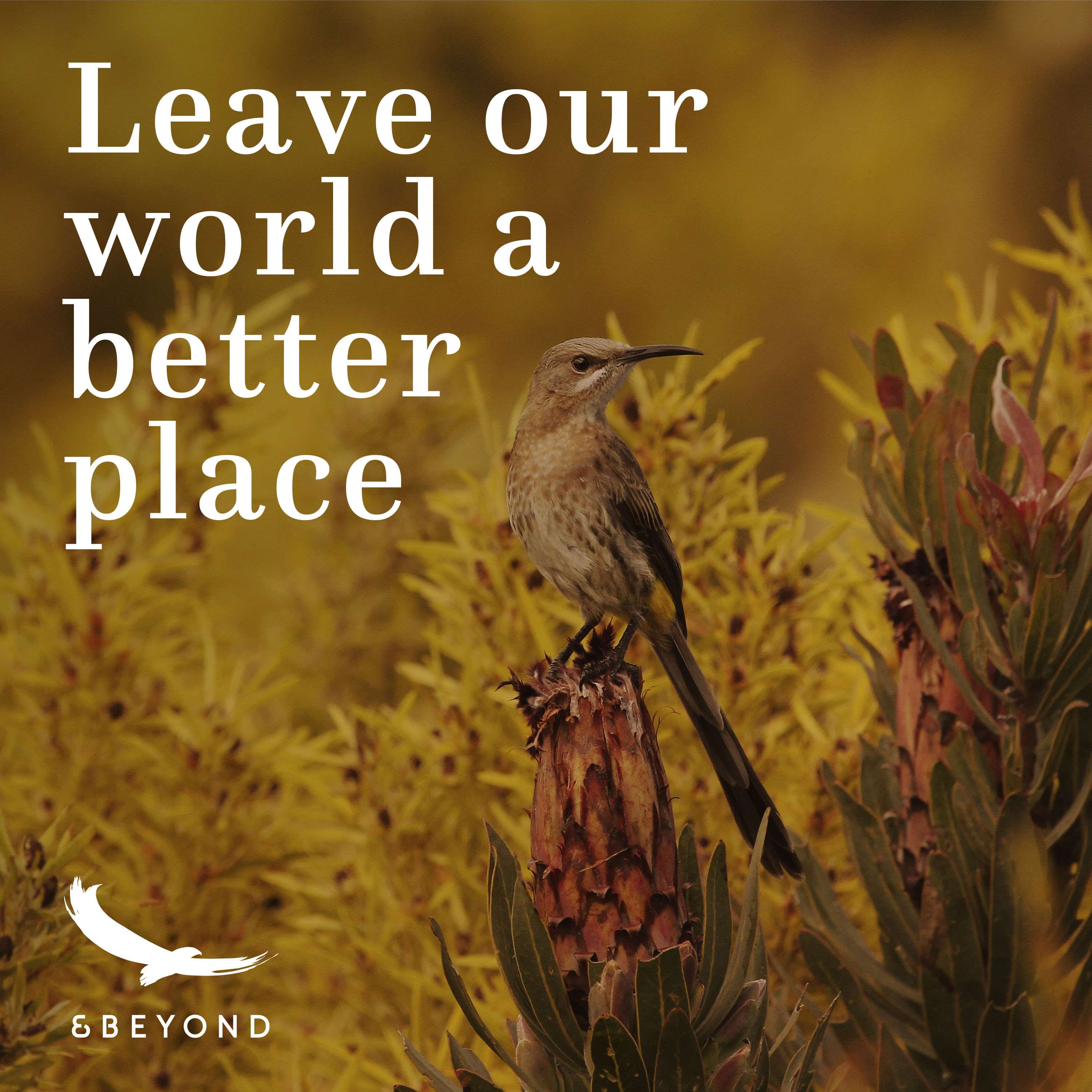 Better World