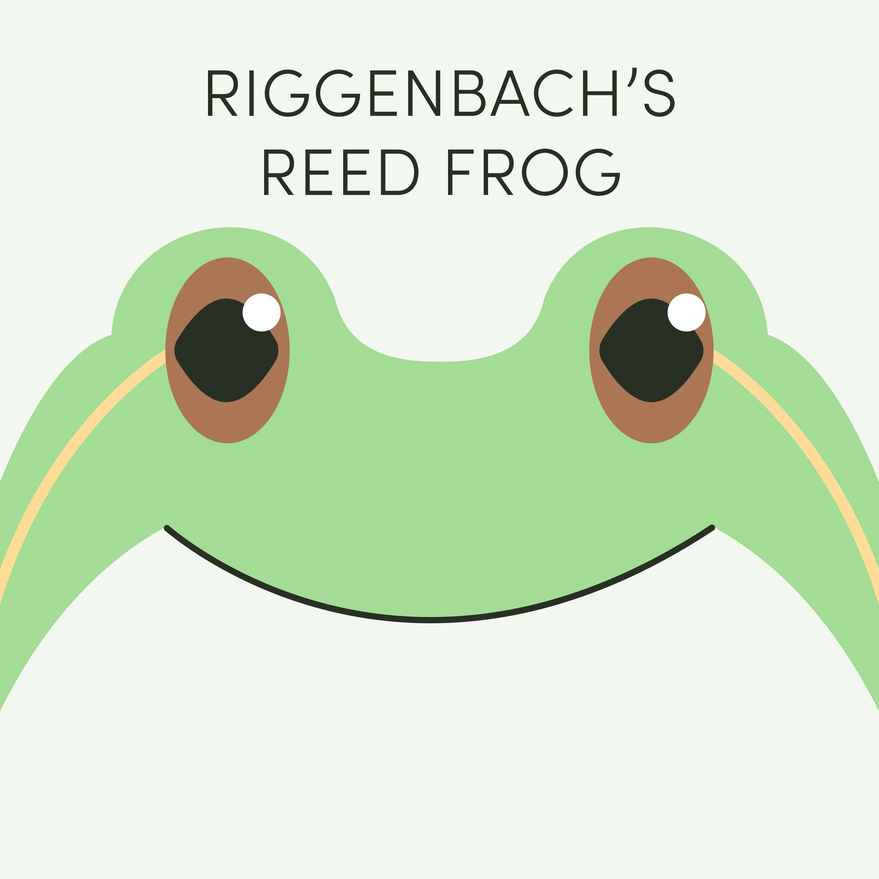 Riggenbach's Reed Frog | Week of February 3rd