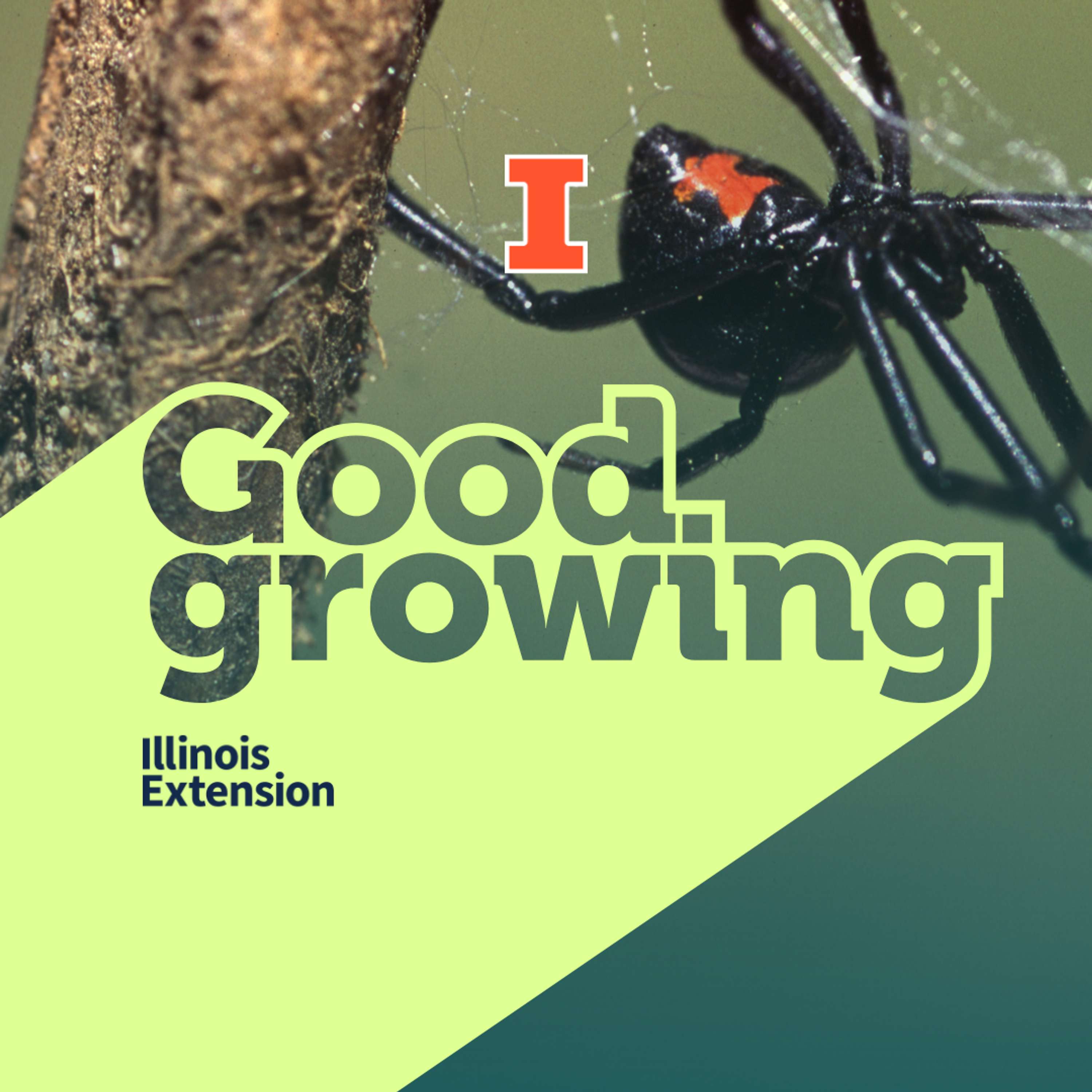 Ep. 190 Halloween spooktacular: Creepy crawlies | #GoodGrowing