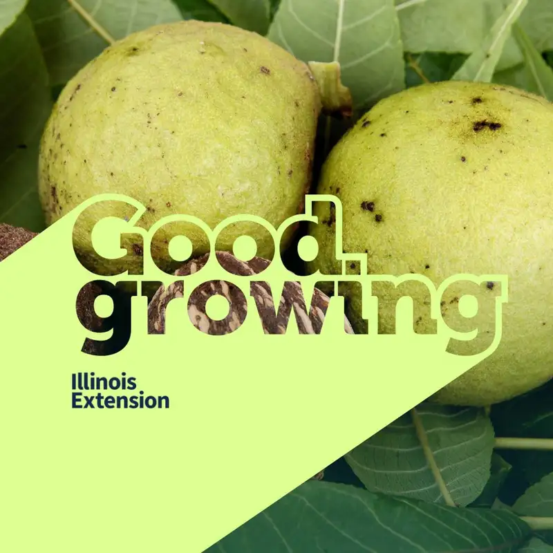 Ep. 123 Growing and Eating Black Walnuts | #GoodGrowing