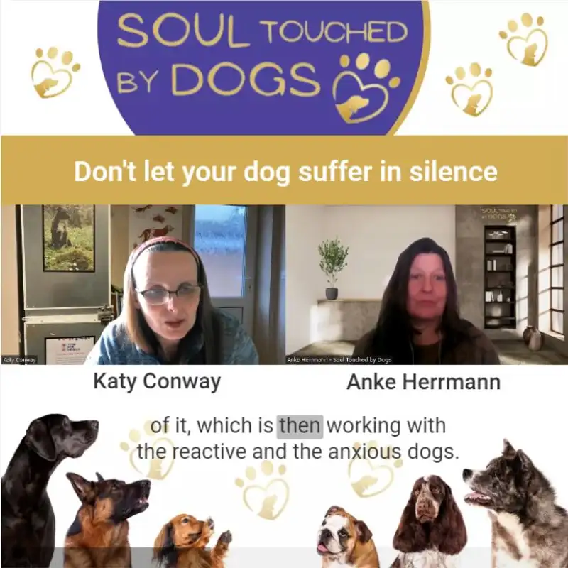 Podcast Katy Conway - Don't let your dog suffer in silence