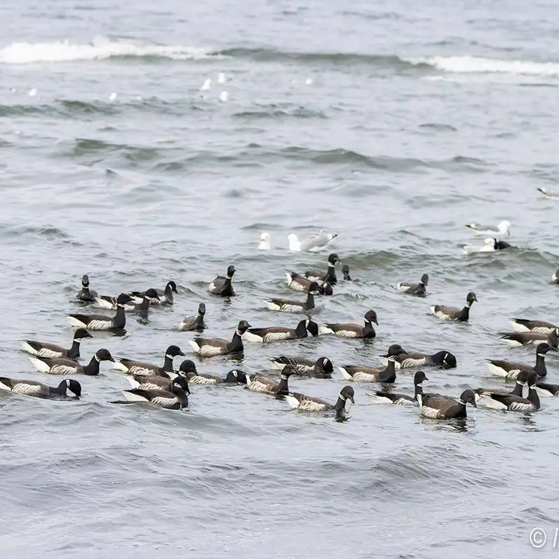 Counting geese: Oceanside’s favourite feathered visitors