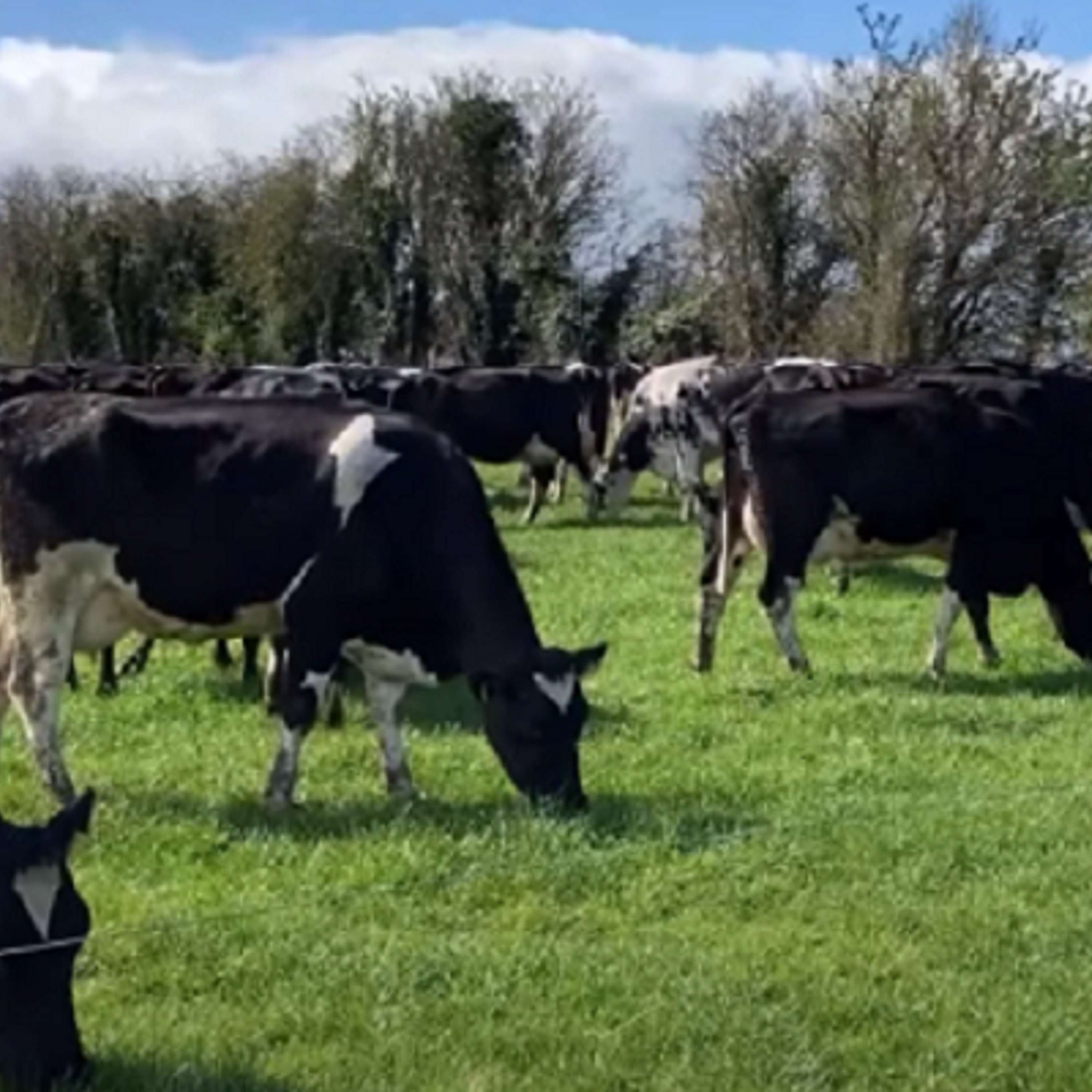 The Dairy Edge