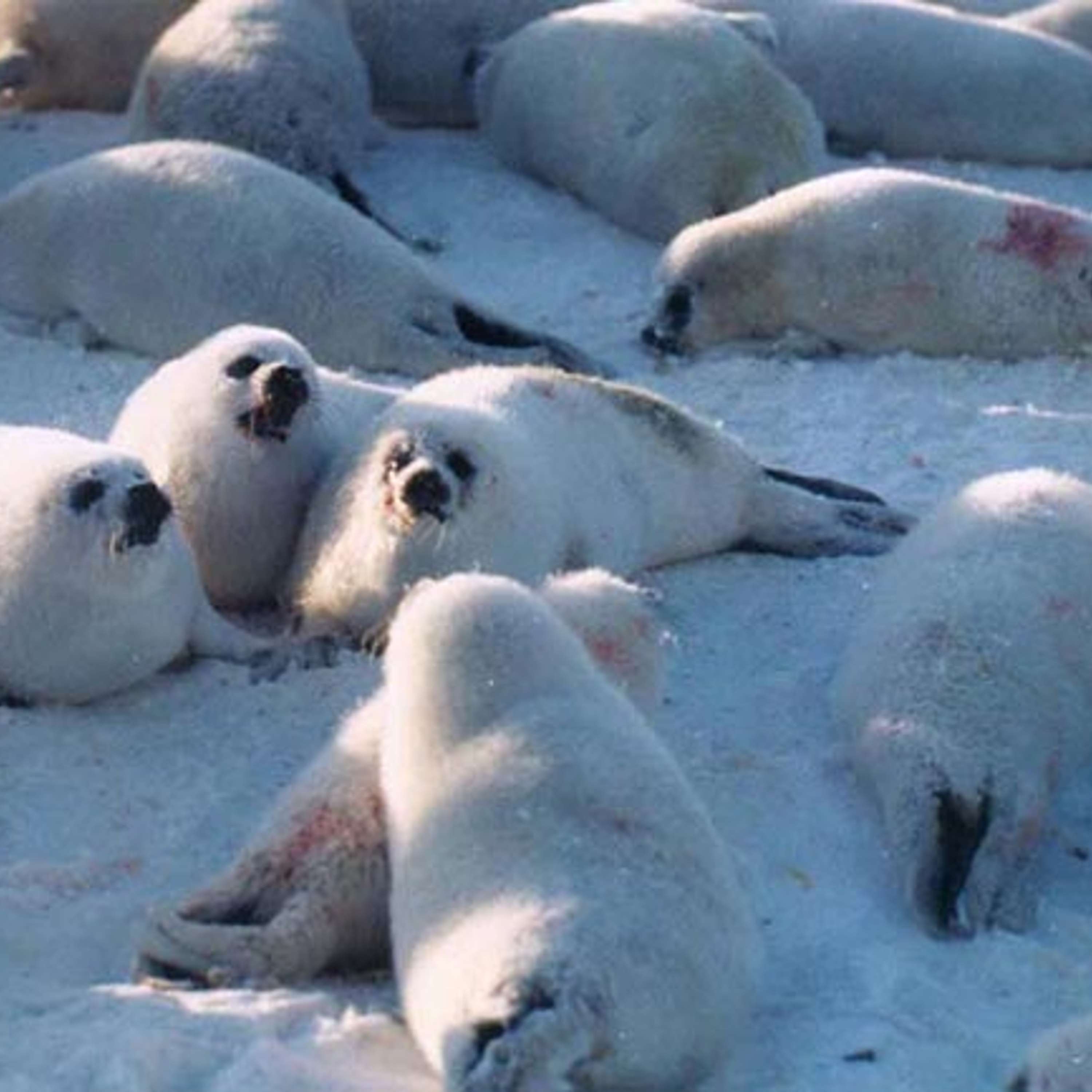 Создана петиция против промышленного забоя тюленей в Архангельской области