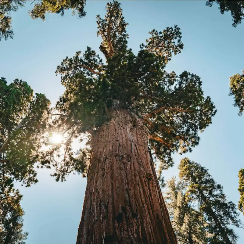 TFL BLOG | Contemplating God Through Nature: What Trees Teach Us About God