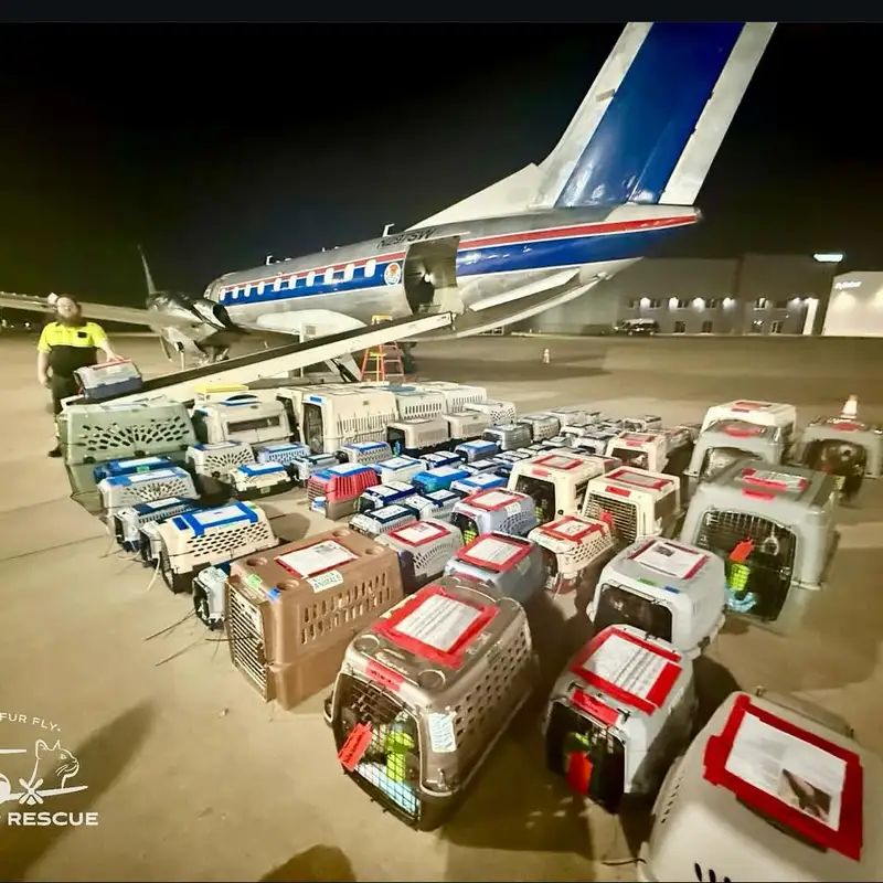 Wings of Rescue 
