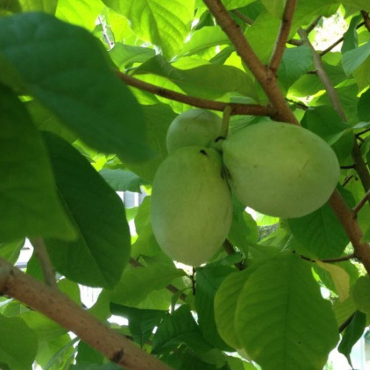 Orchard People