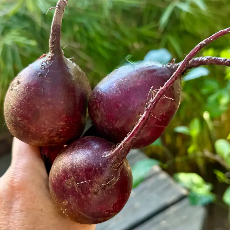 Fun loving Beets take center stage to tell us why they cannot be "beat"!