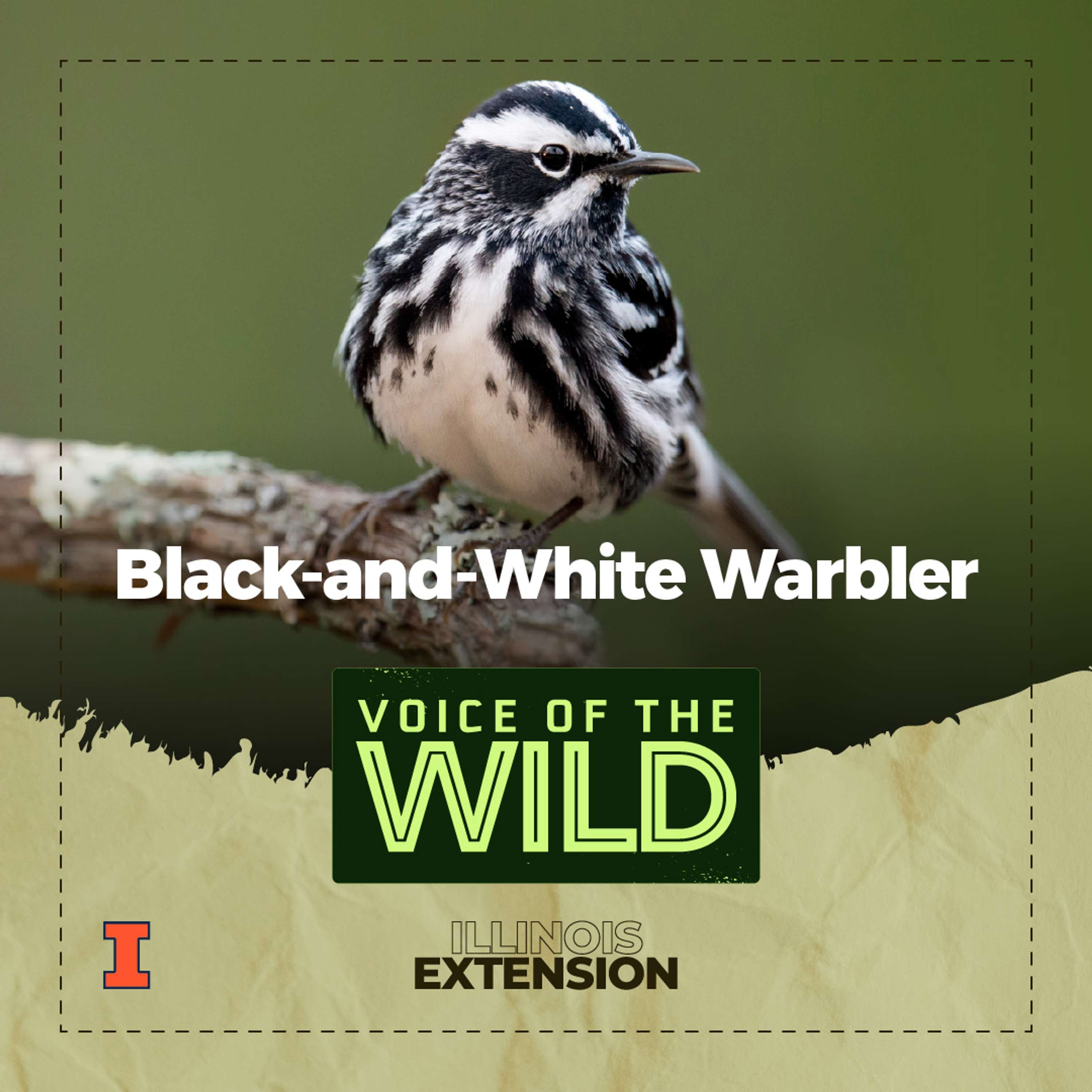 Voice of the Wild