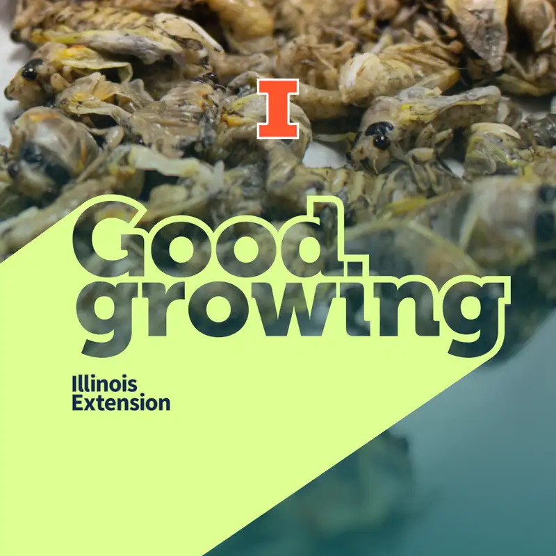 Ep. 175 Eating periodical cicadas | #GoodGrowing