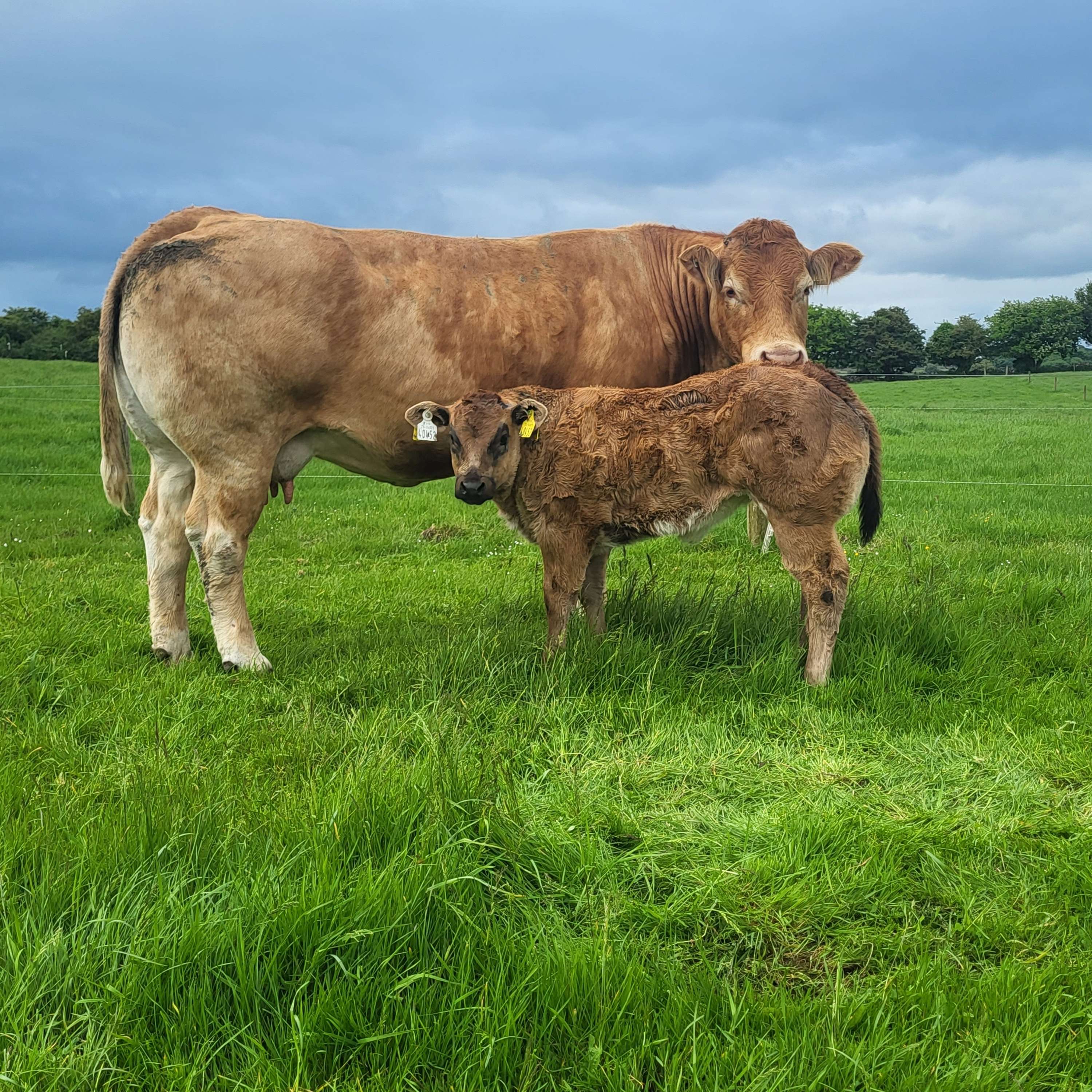 Martin Shaughnessy’s suckler-to-weaning system and a preview of his farm walk on 11th June