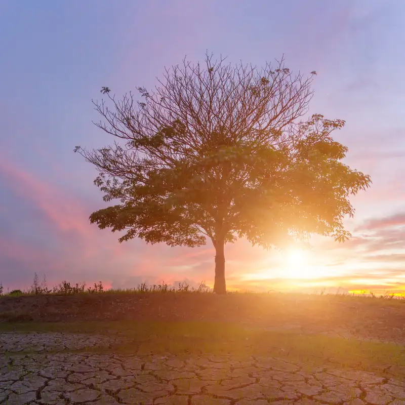Growing Fruit Trees in Extreme Climates
