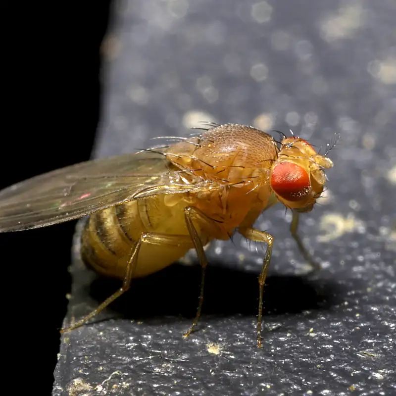 Fruit Trees and Spotted Wing Drosophila