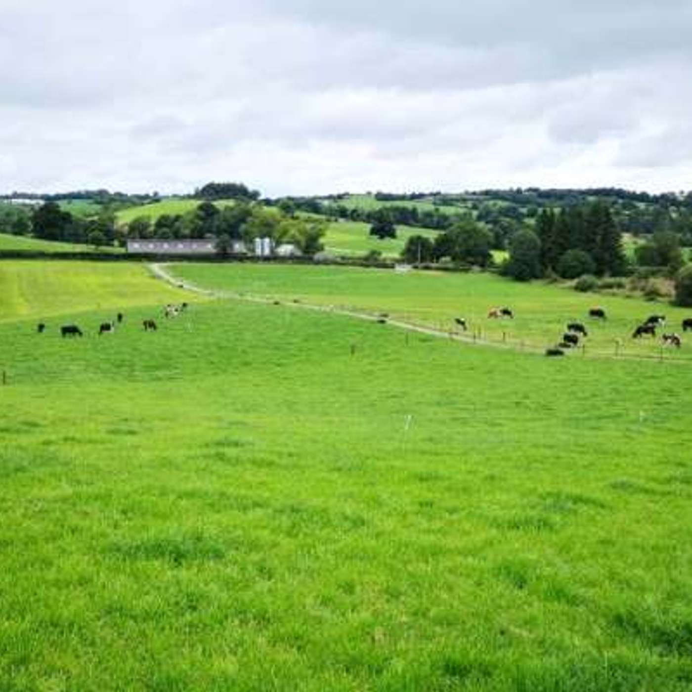 The Dairy Edge