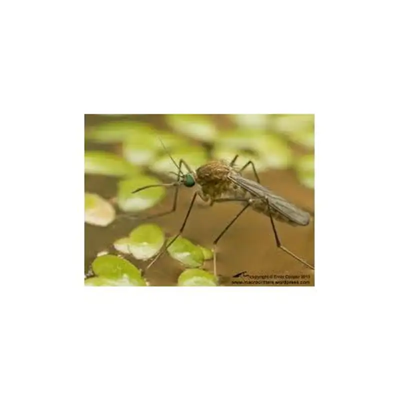 How to Naturally Rid Your Home of Pests (Pt 2) - Flies, Mosquitoes & More