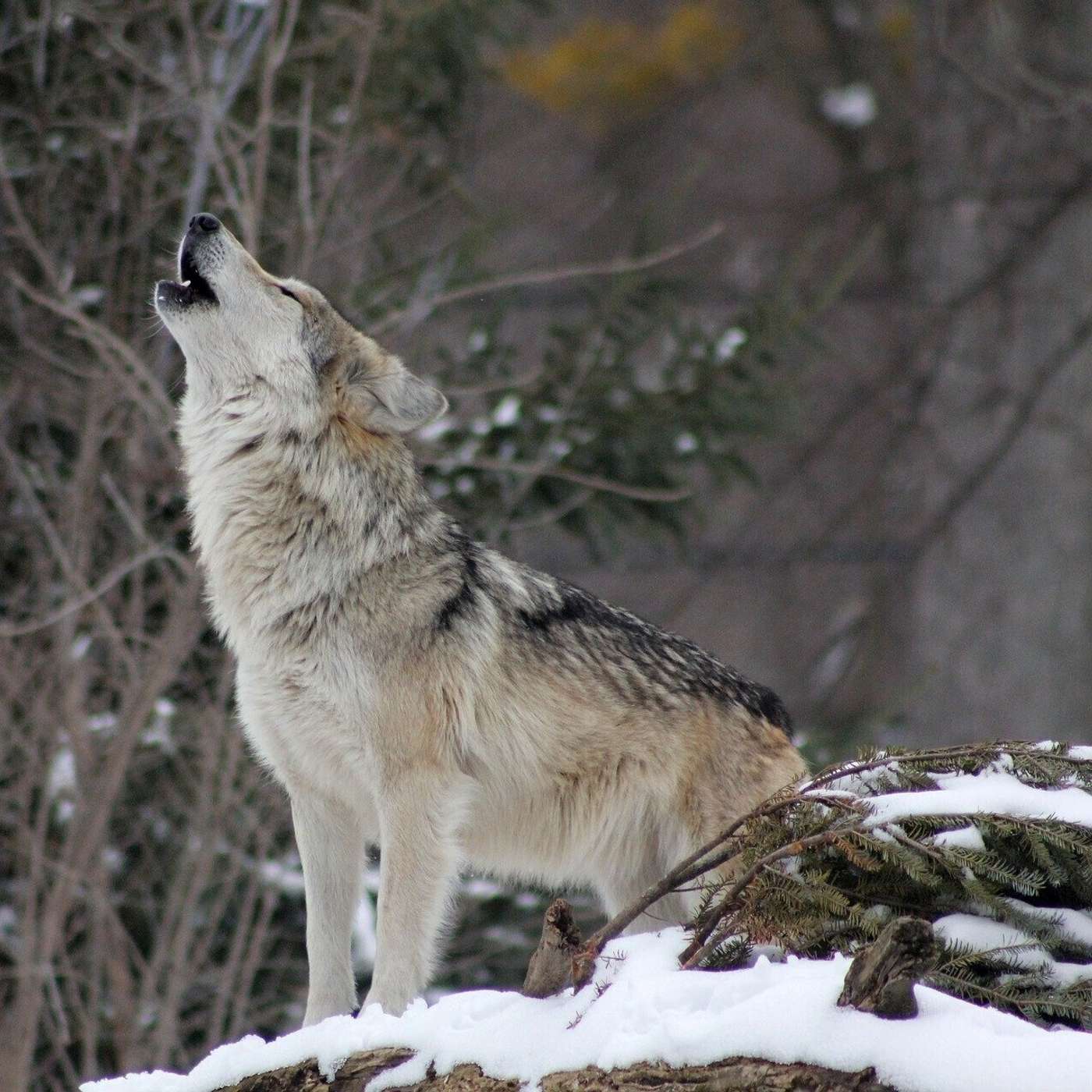 Les capsules du dehors | La cohabitation Homme-Loup