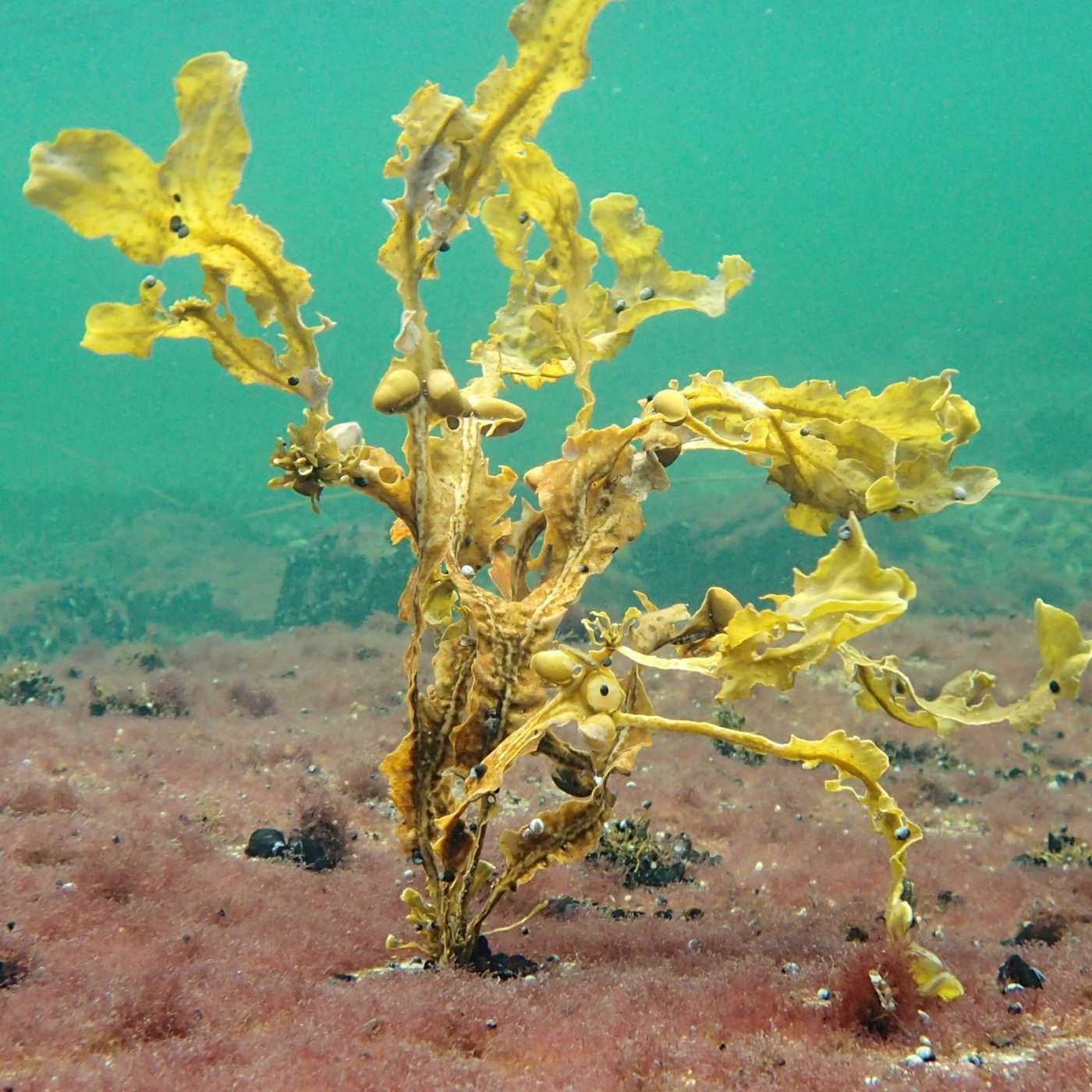 Pienten uhanalaisten rehujen puolesta