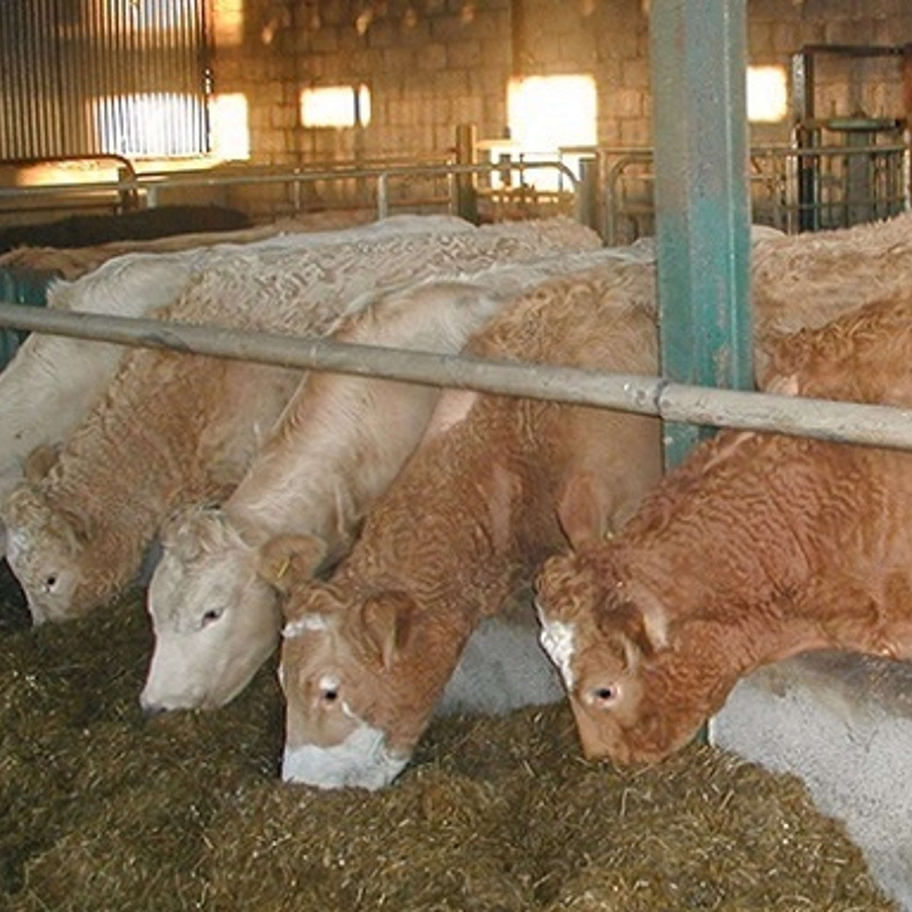 How to manage nutrition with high feed costs this winter