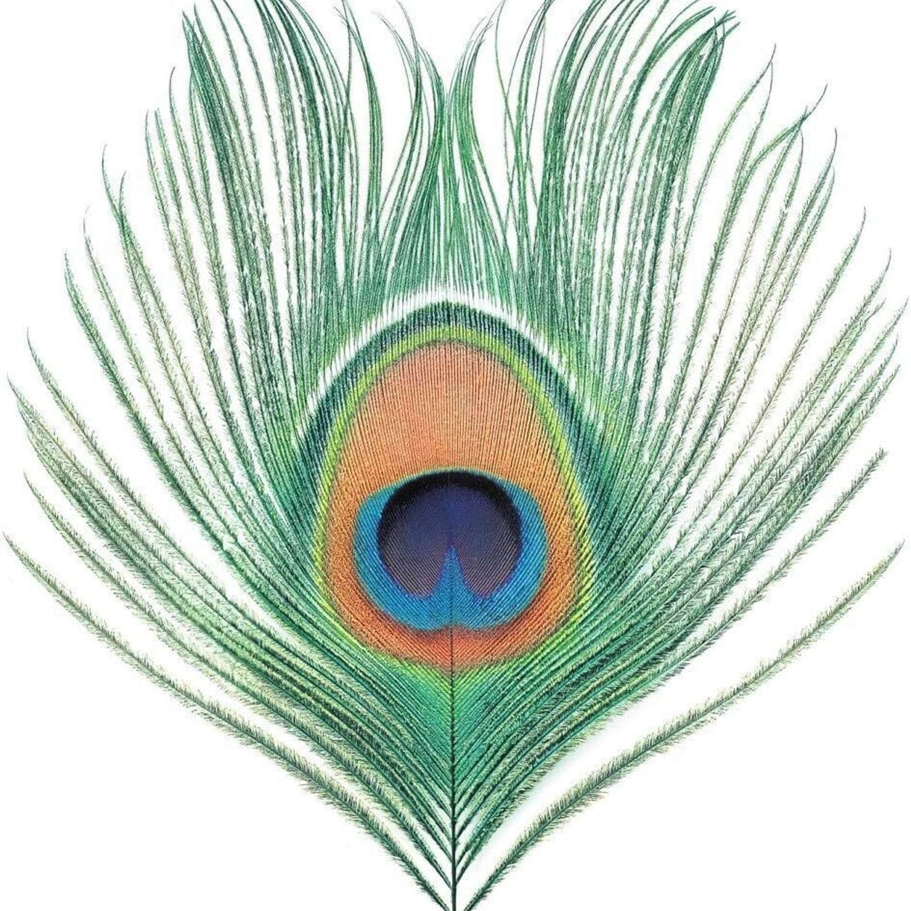 What Do You Call That Noise? The XTC Podcast