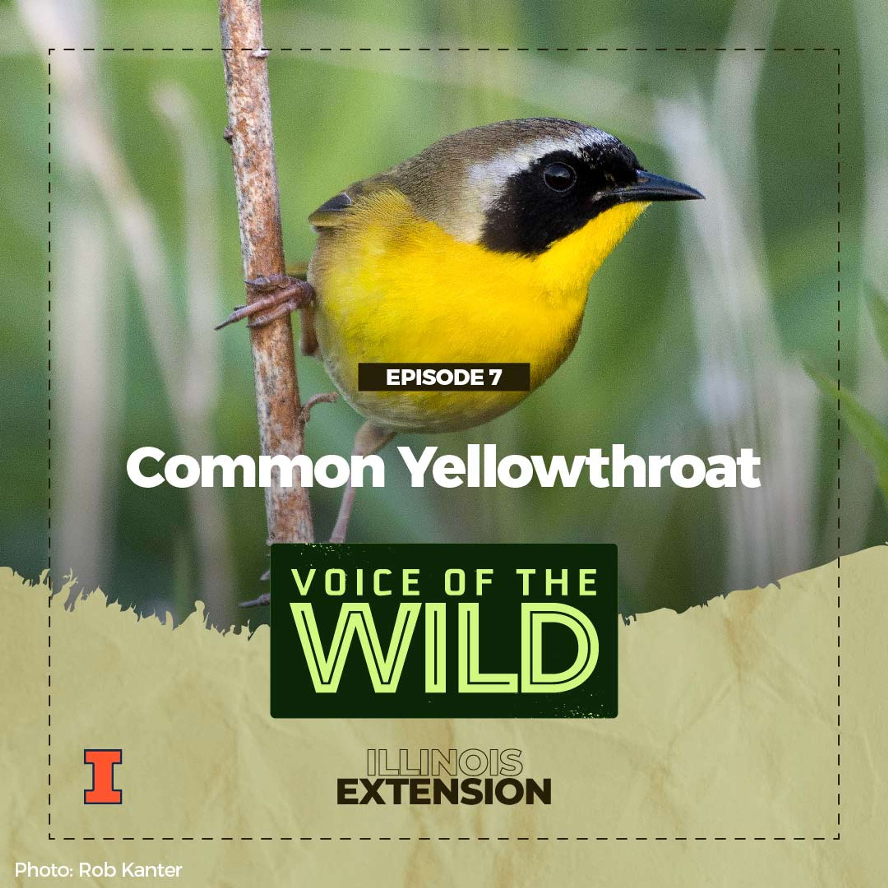 Voice of the Wild