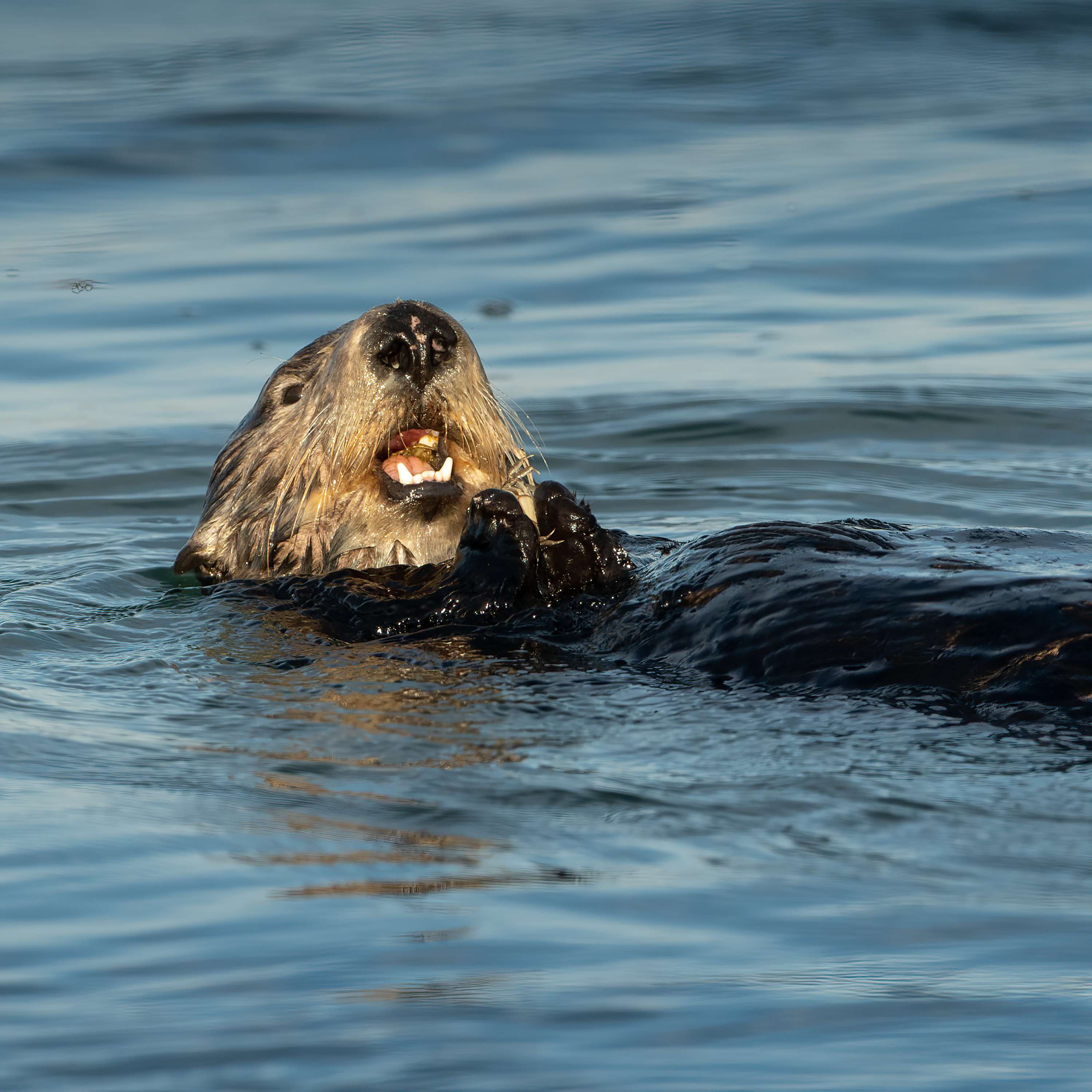 The Nature Photography Podcast