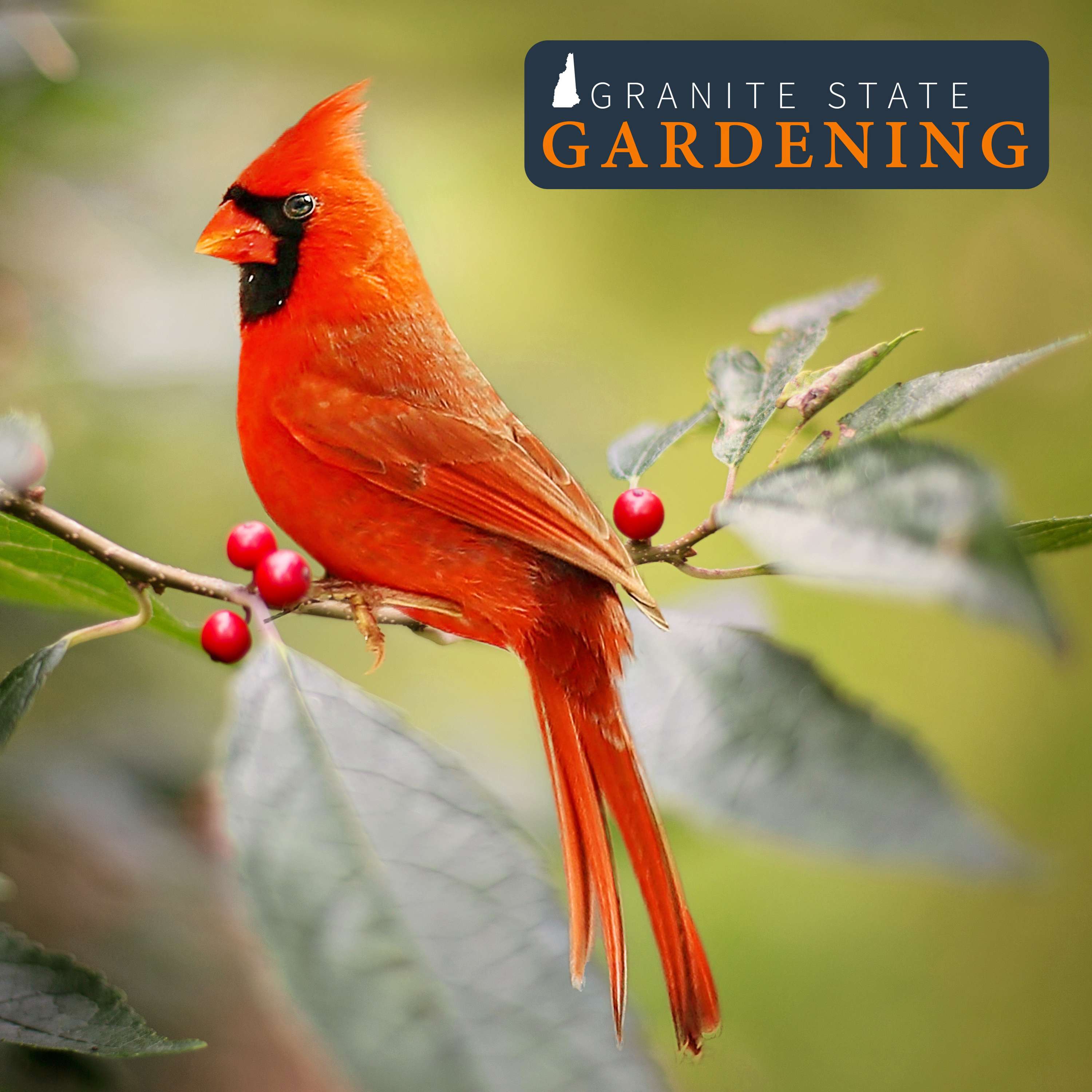 Supporting Birds In Your Yard and Garden, plus Bareroot Trees and Common Hackberry 