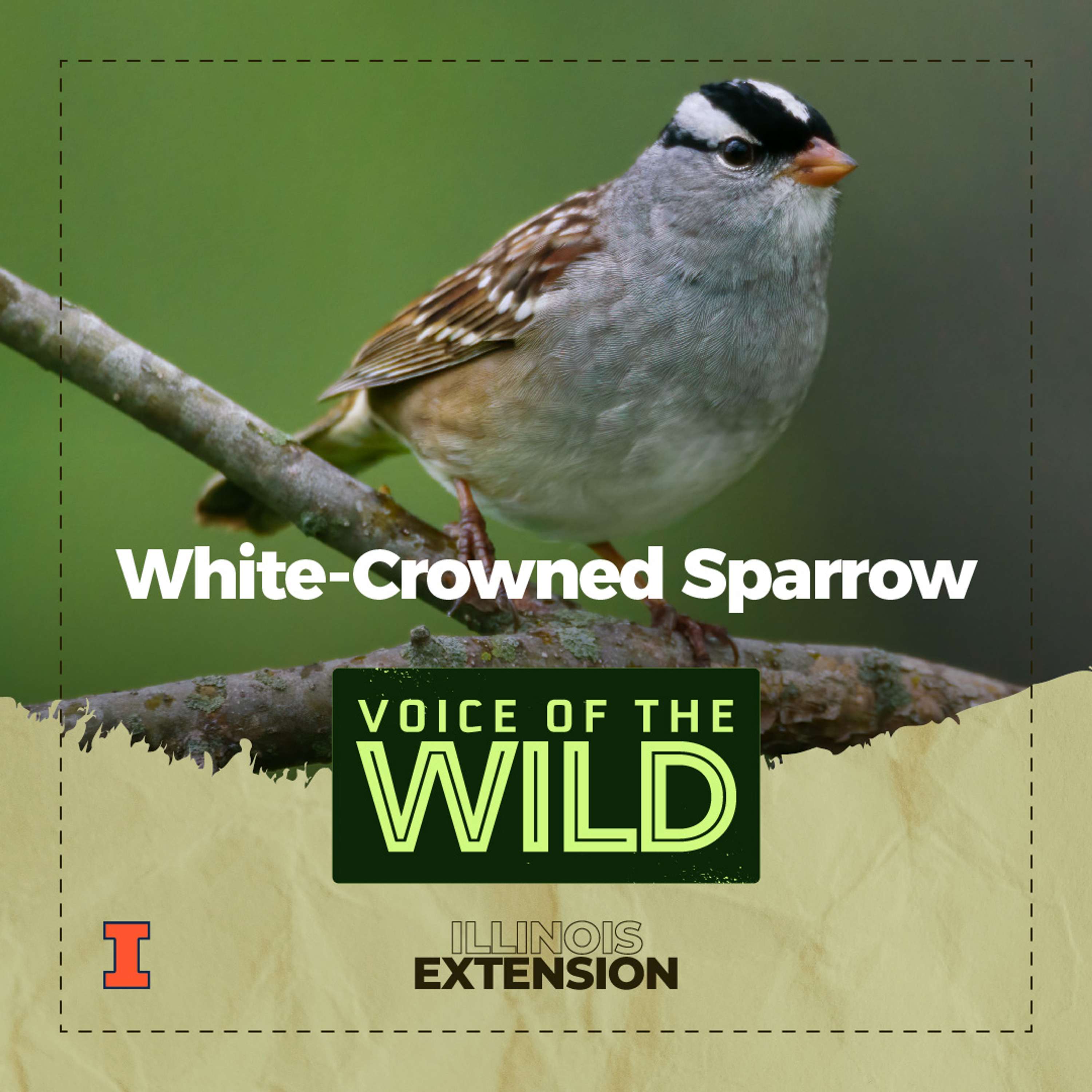 Voice of the Wild