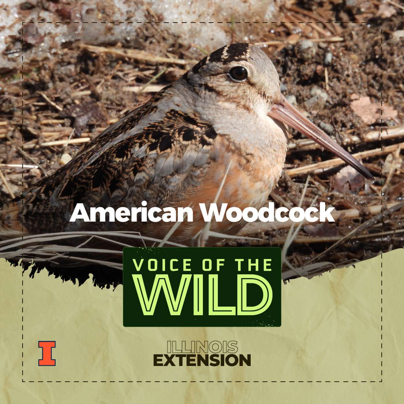 Voice of the Wild